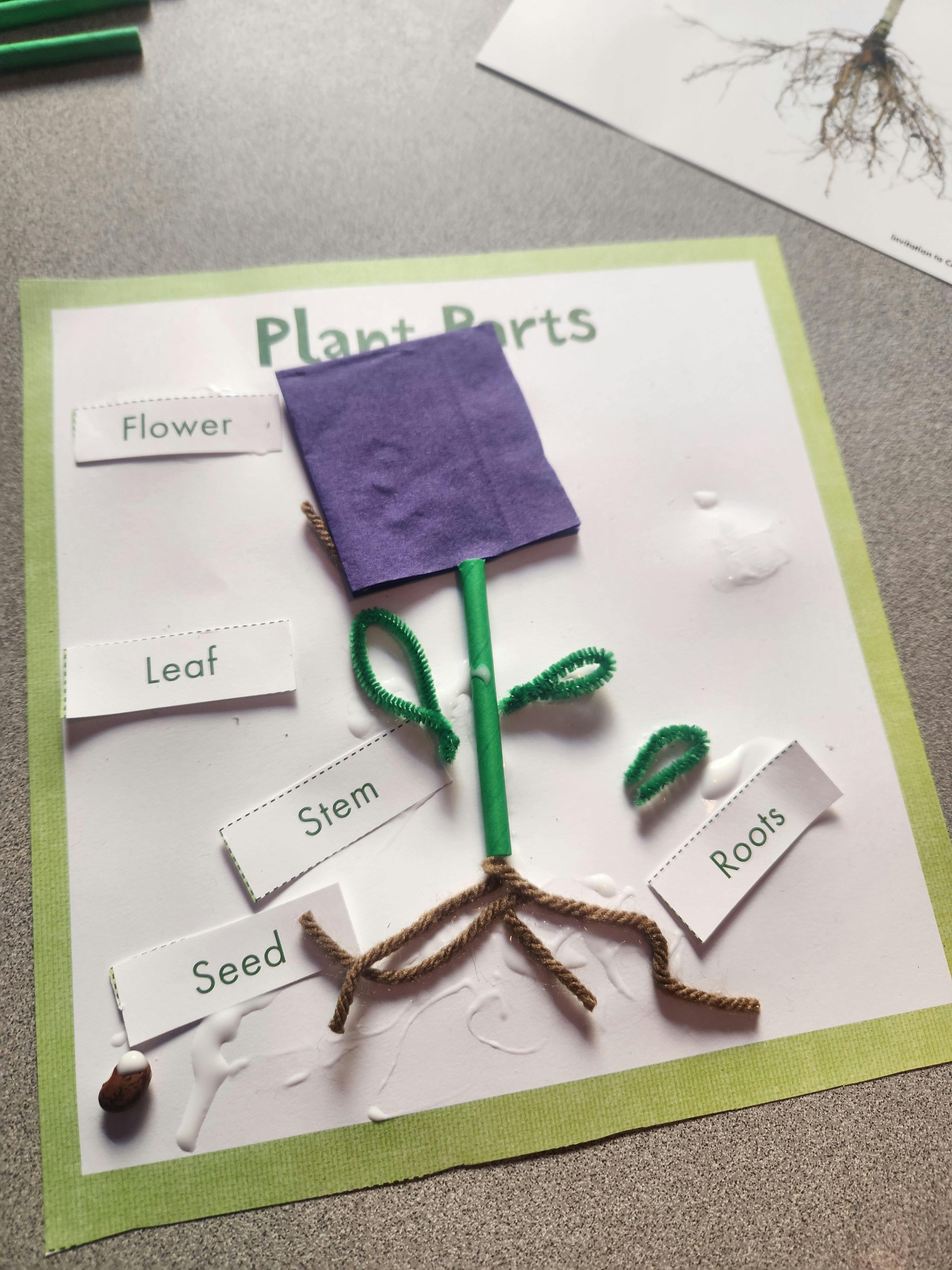 Craft project showing plant parts with labels for flower, leaf, stem, seed, and roots