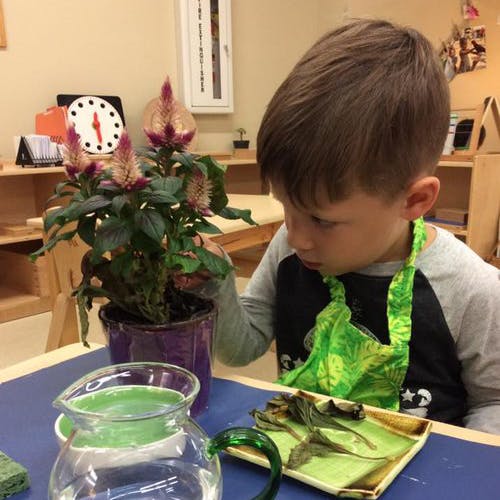 Child in a classroom looking at a potted plant