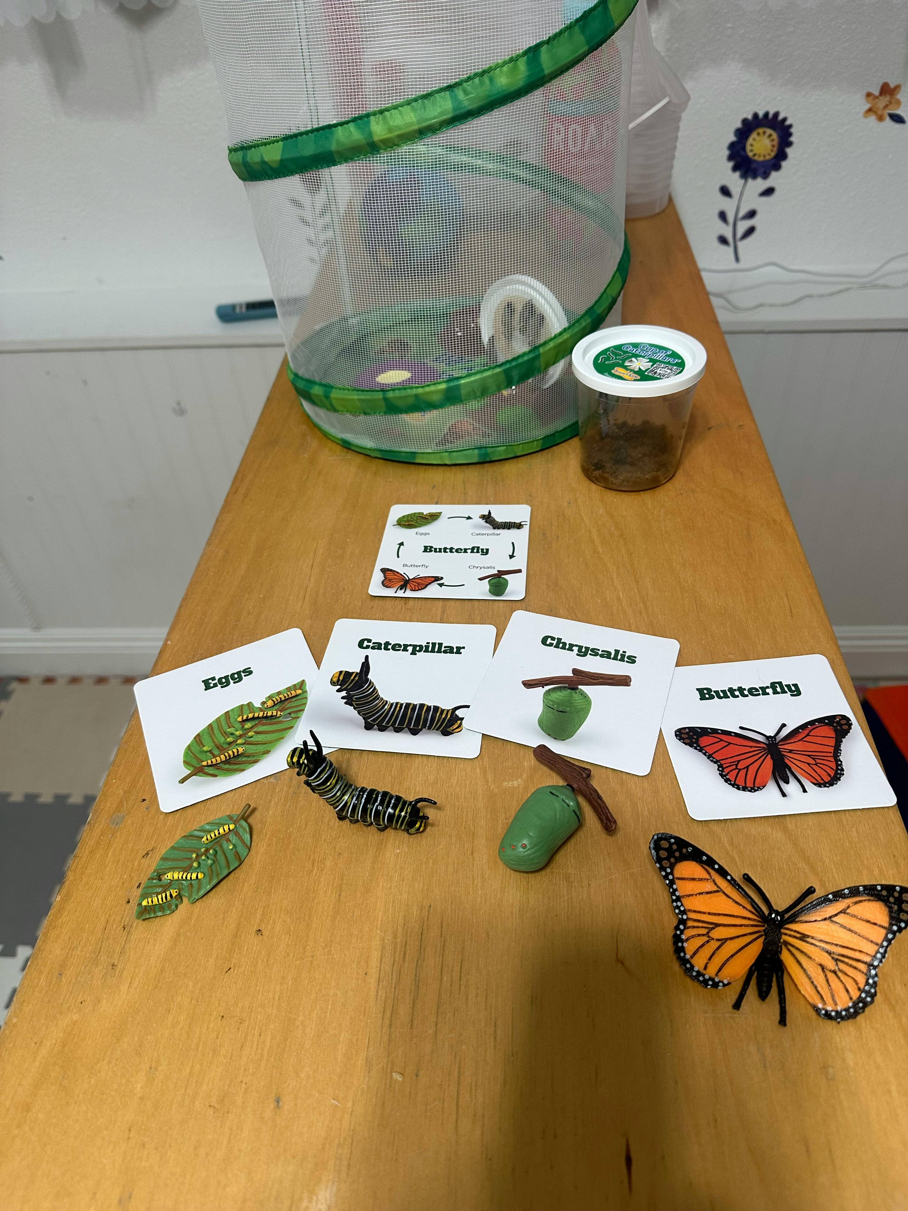 Butterfly life cycle display with models of eggs, caterpillars, chrysalises, and butterflies
