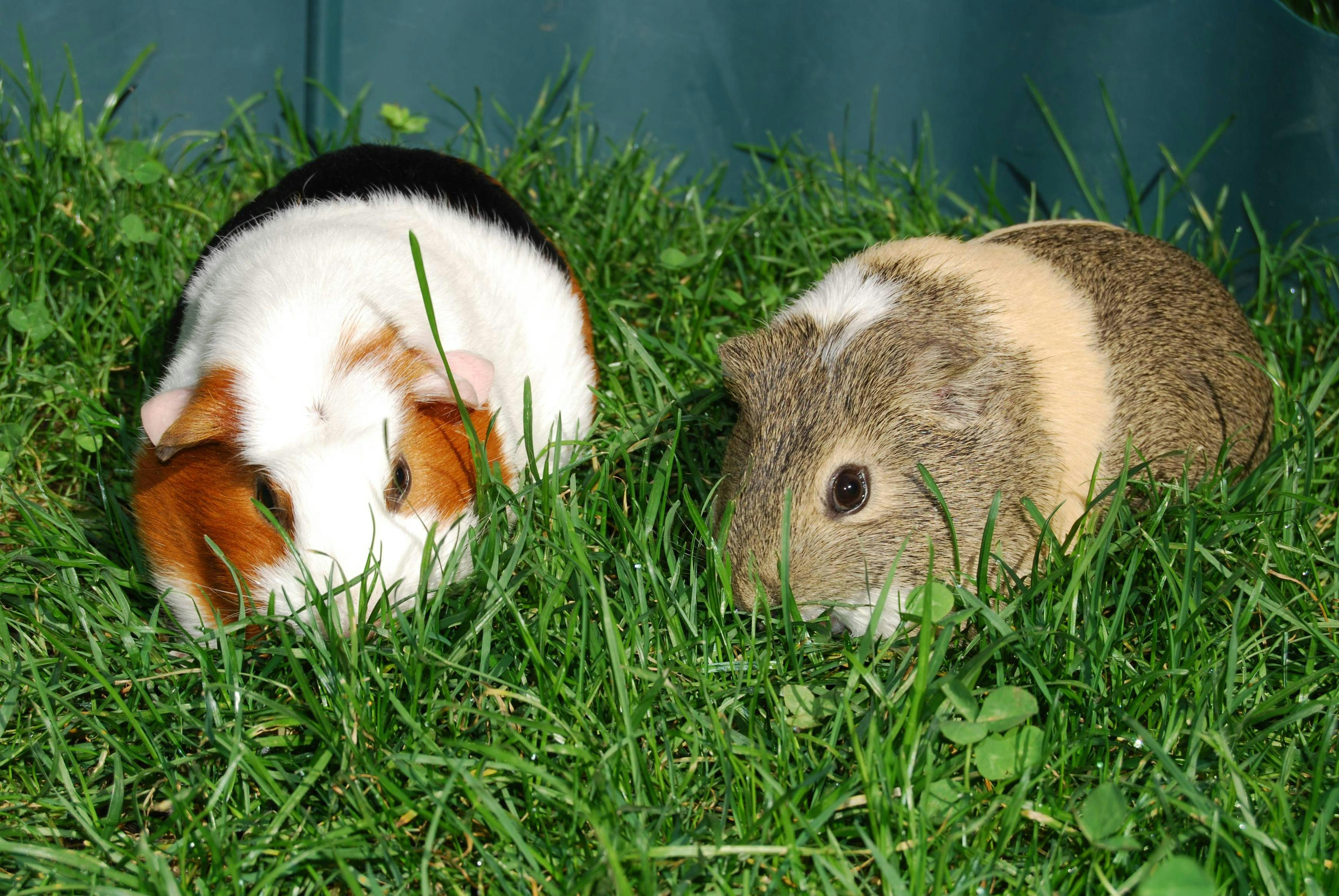 Two guinea pigs in grass