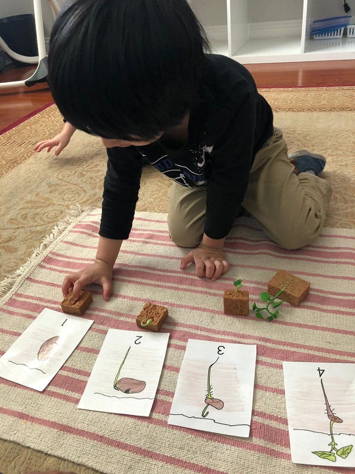 Child kneeling on a rug, arranging cards with plant growth illustrations