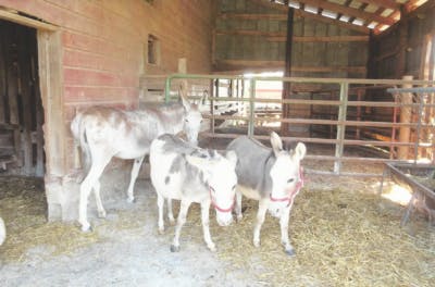 Three donkeys standing in a barn