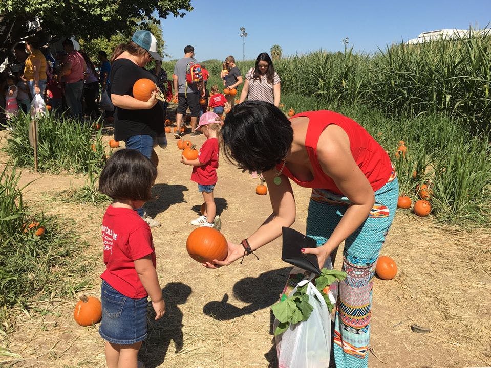 People picking pumpkins in a field