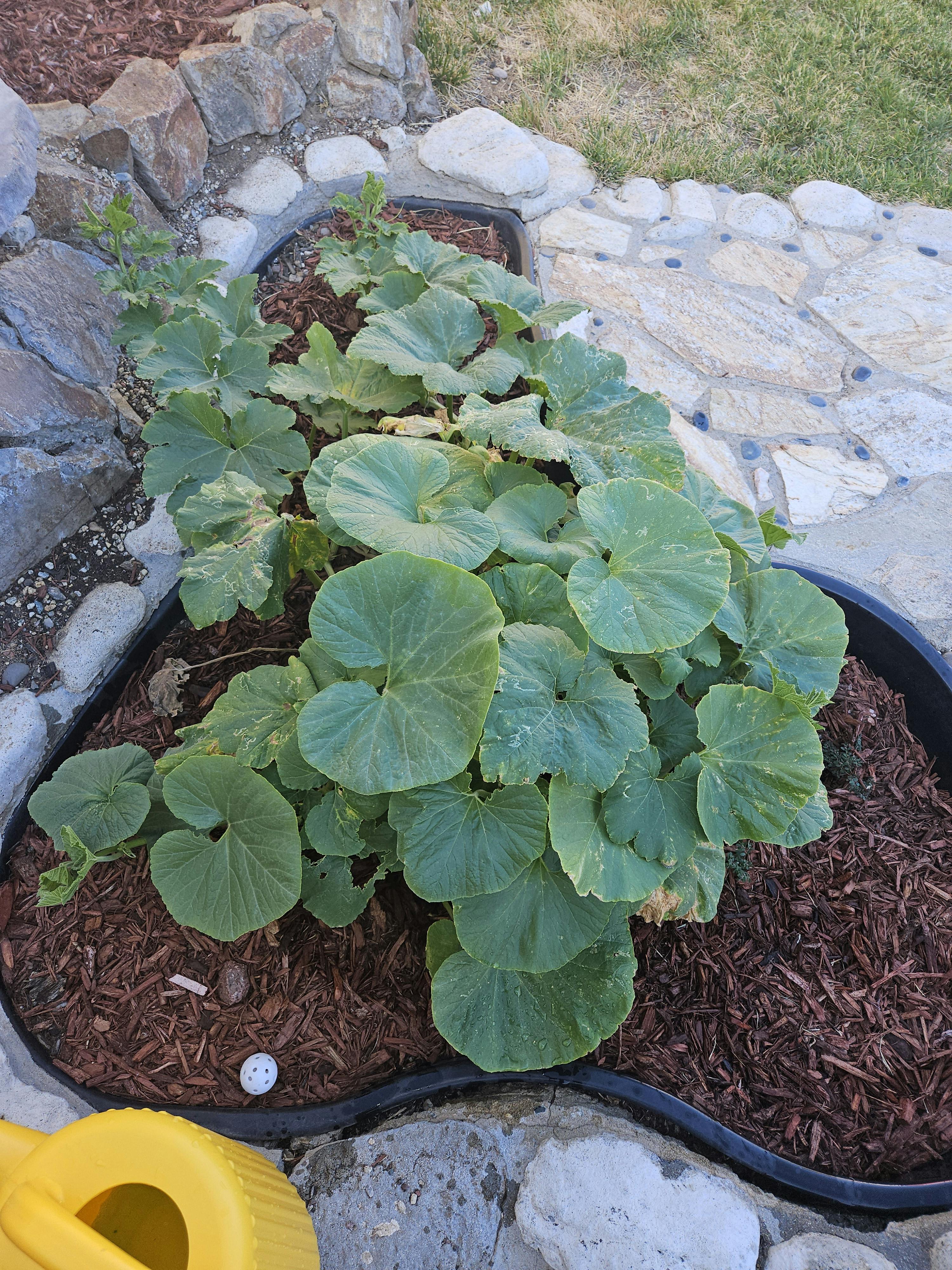 Green plant with large leaves growing in a garden bed