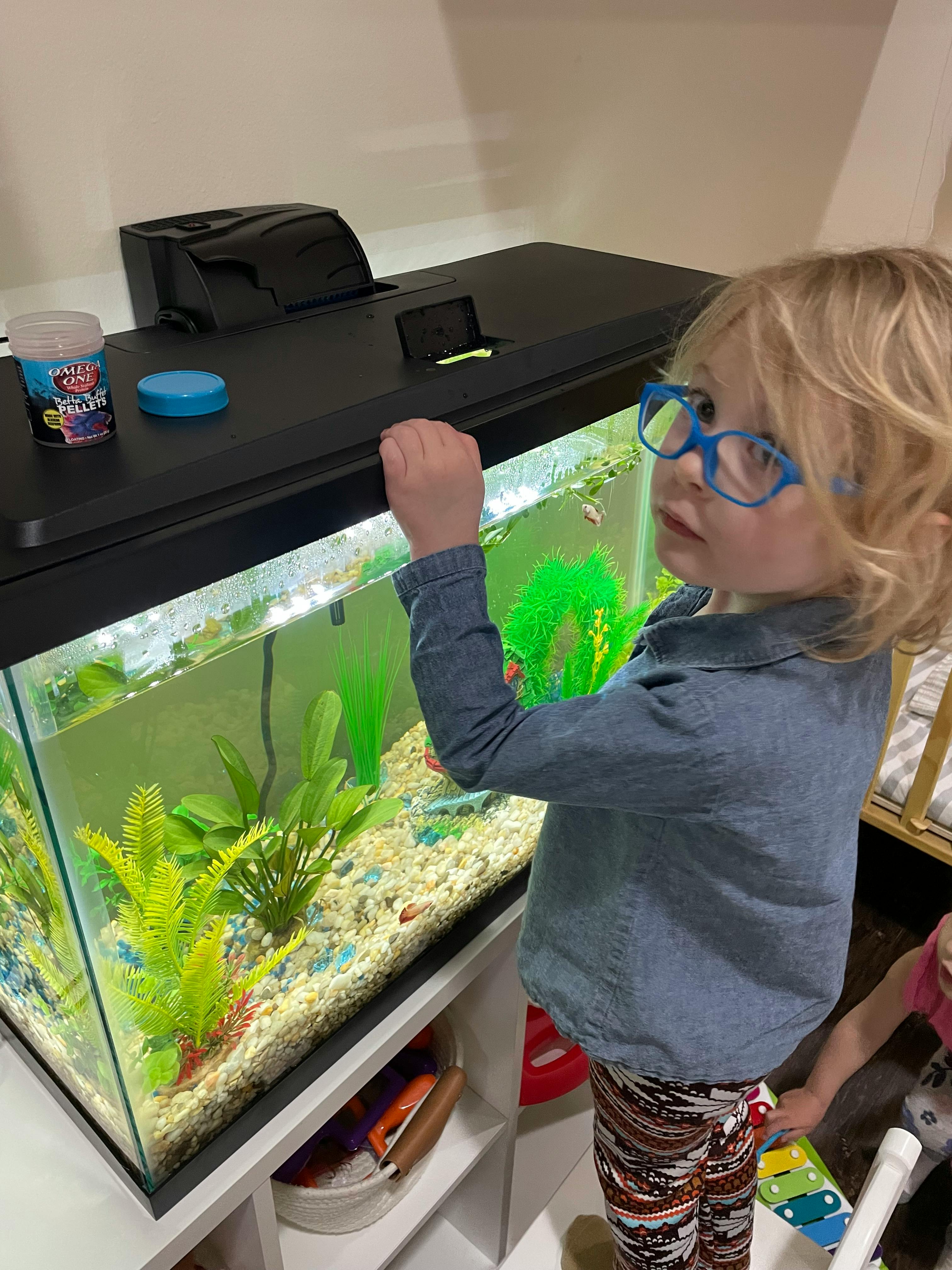 Child in glasses looking into a fish tank