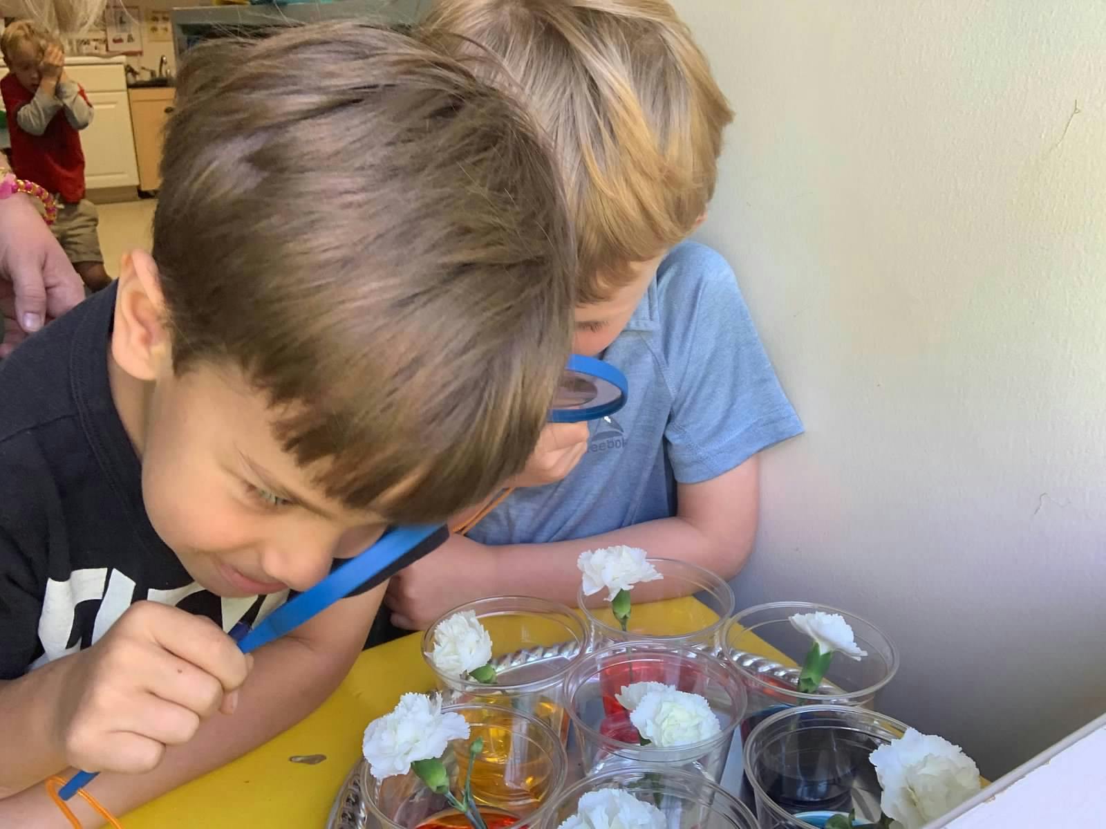 Two children looking at flowers in colored water with magnifying glasses