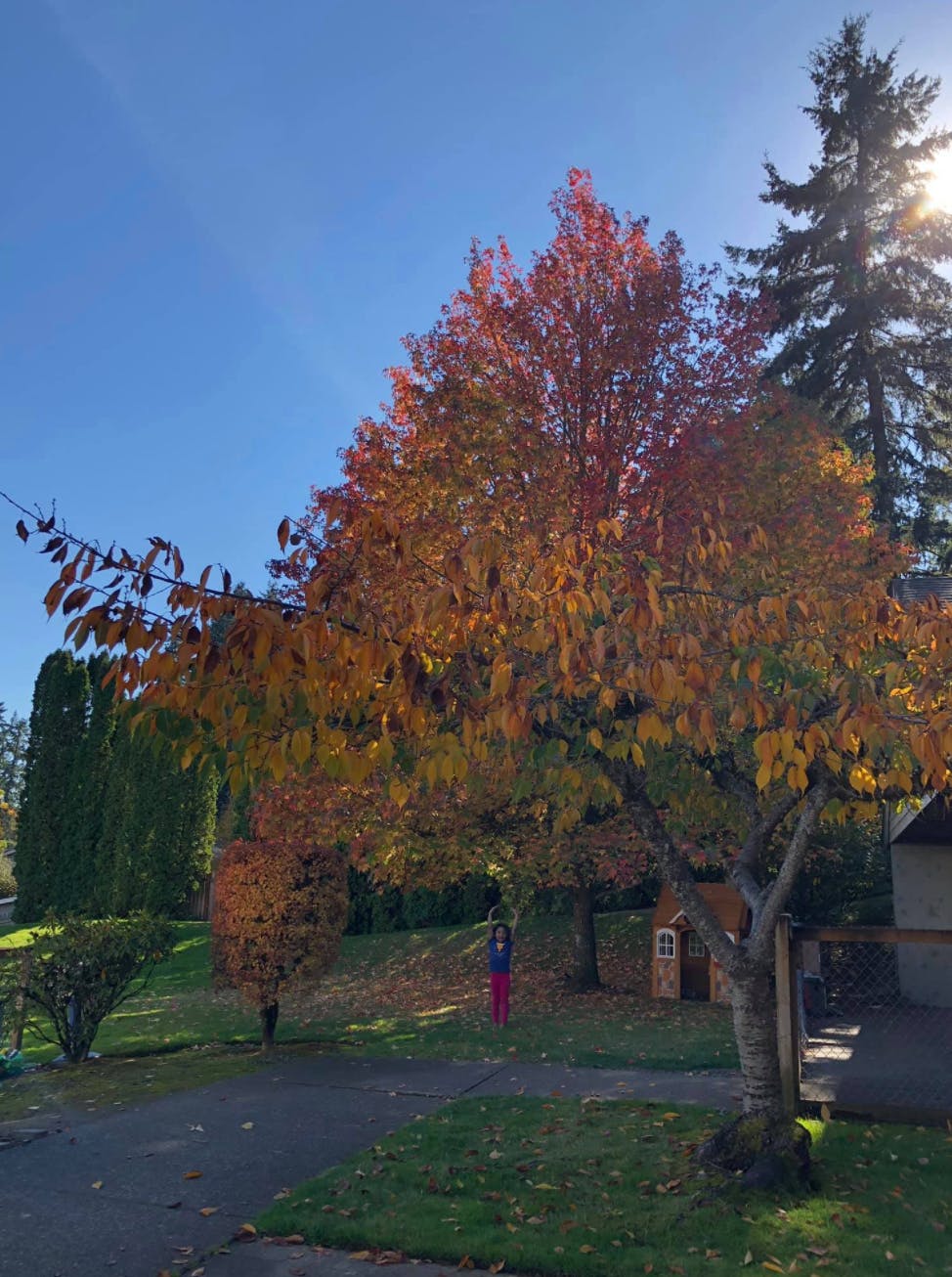 Tree with autumn leaves in a yard