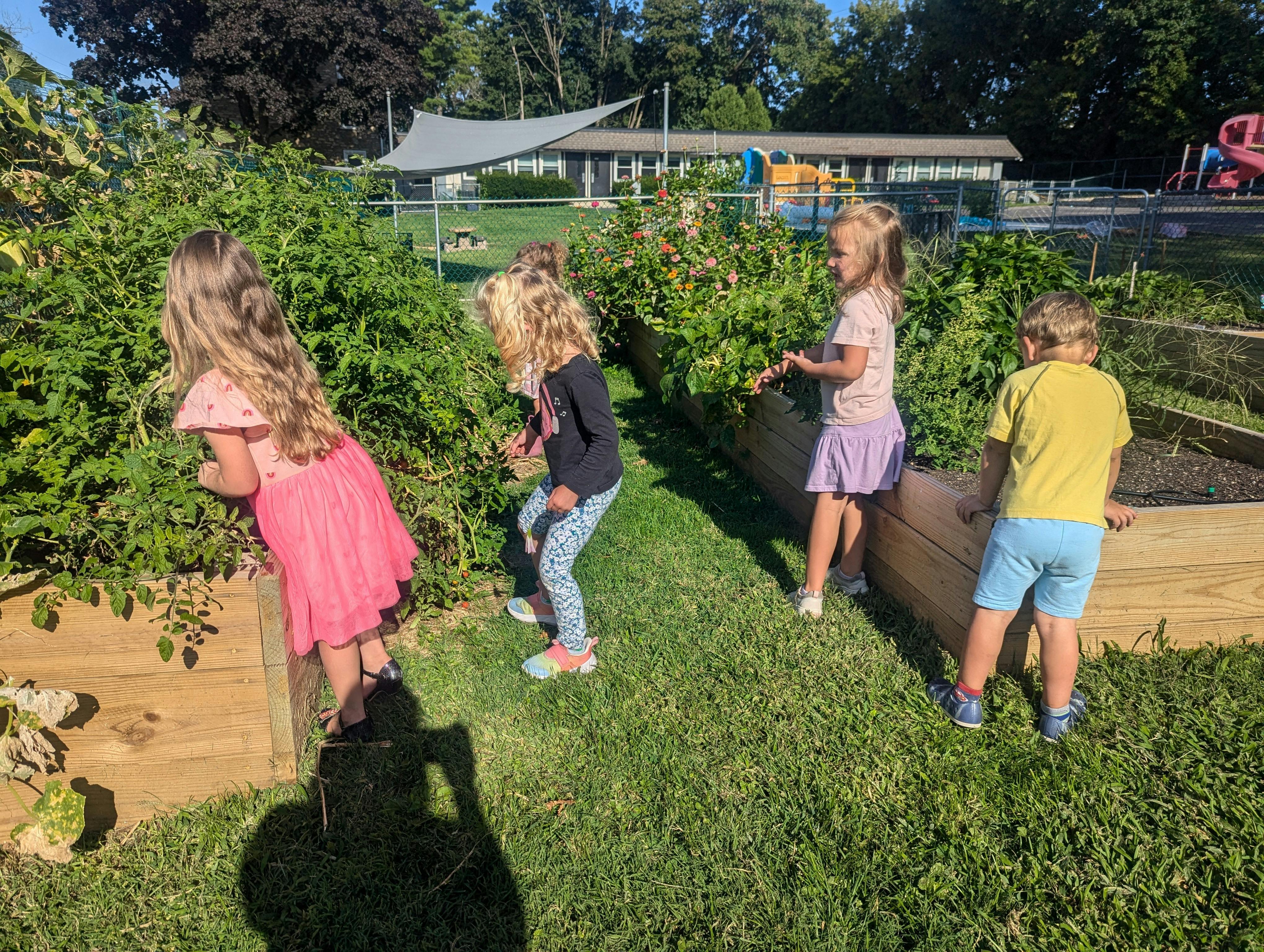 Four children looking at plants in raised garden beds