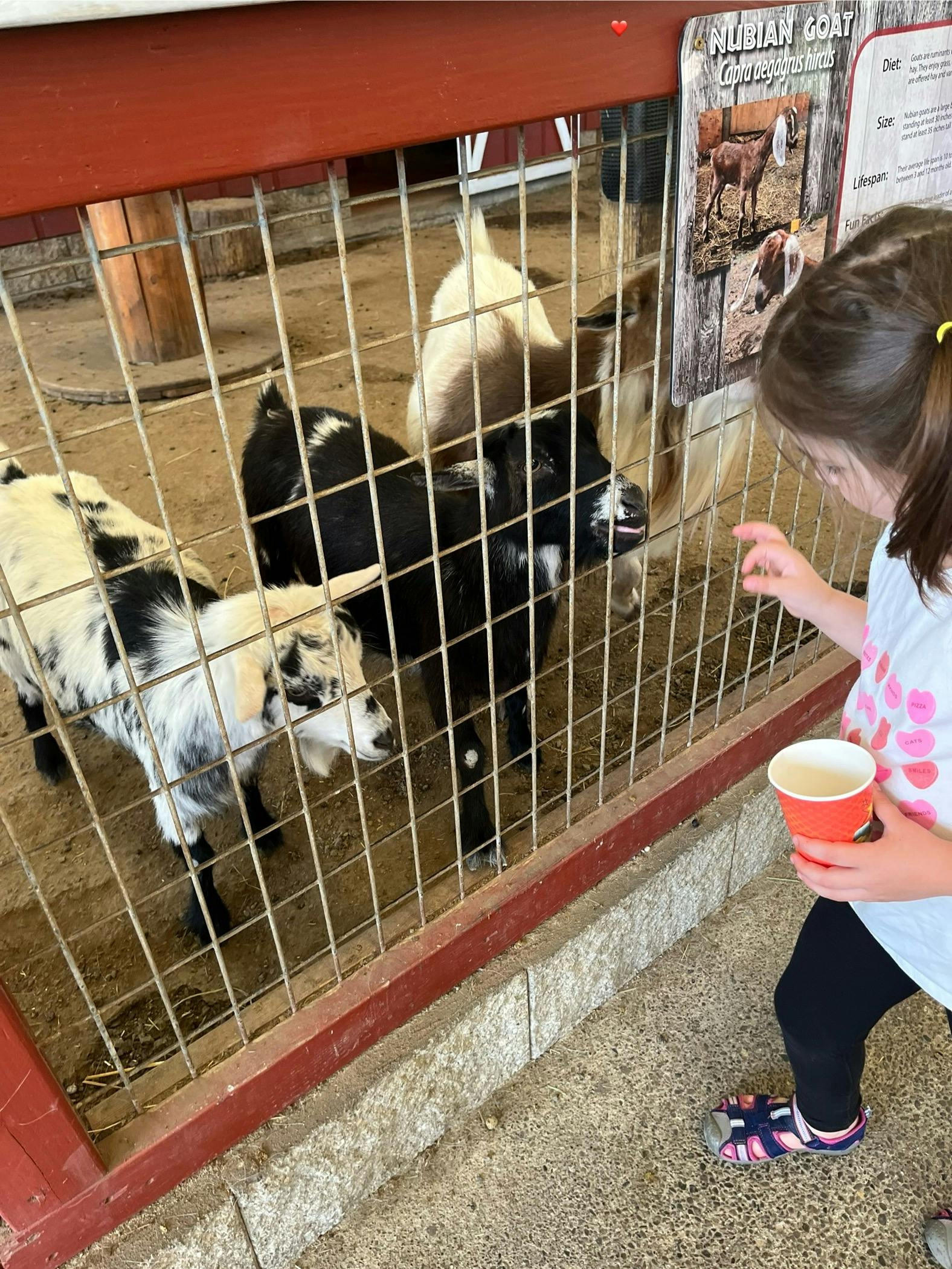 Child holding a cup and looking at goats through a fence at a farm