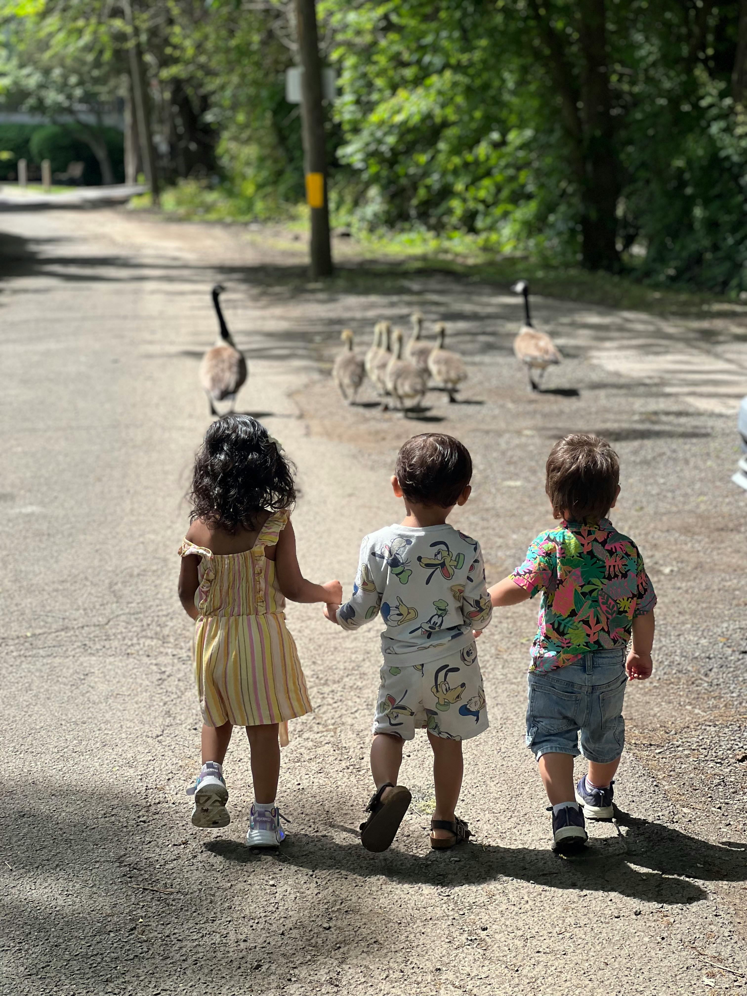 Three children holding hands walking towards geese and goslings on a path
