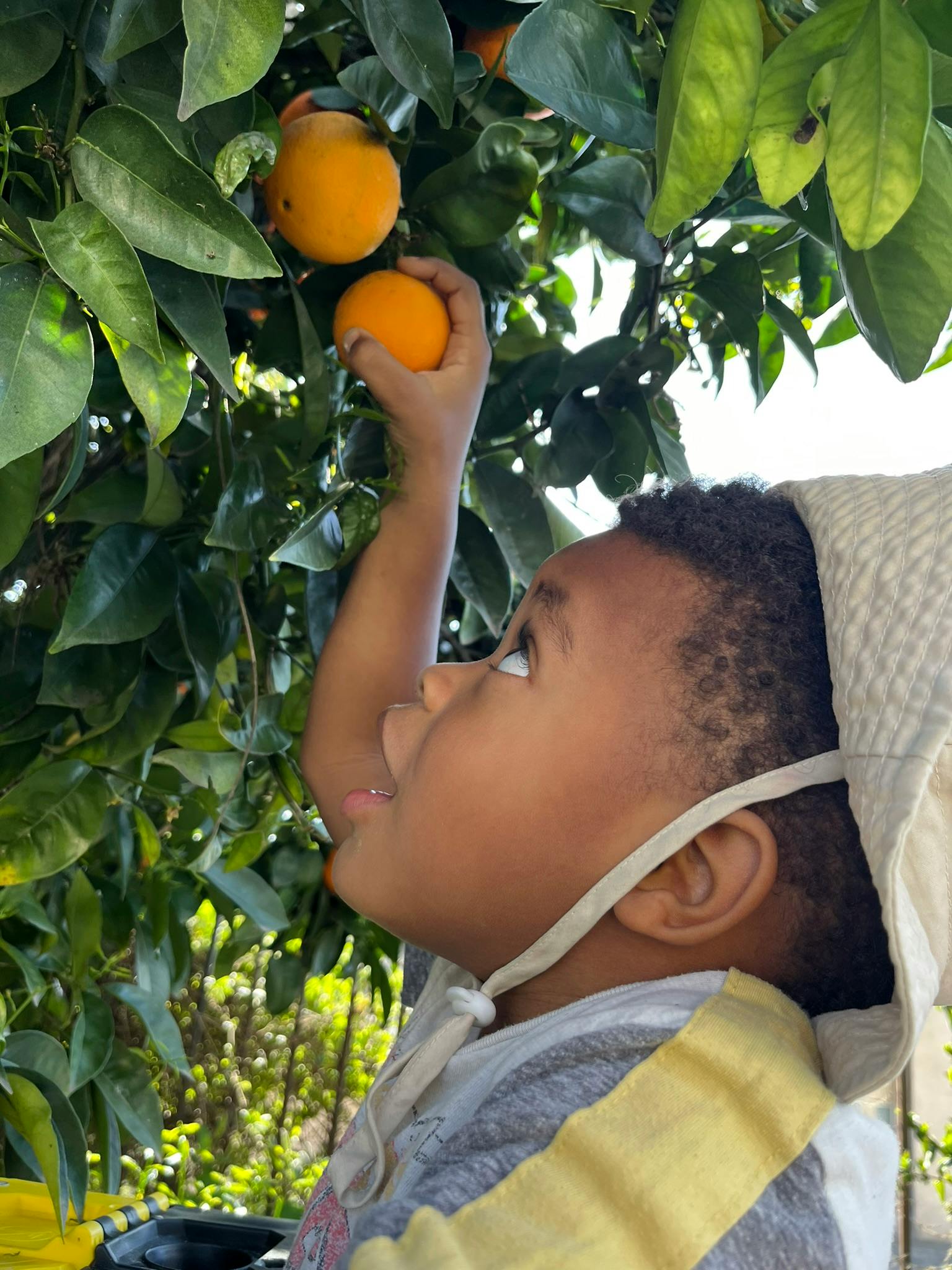 Child reaching for an orange on a tree