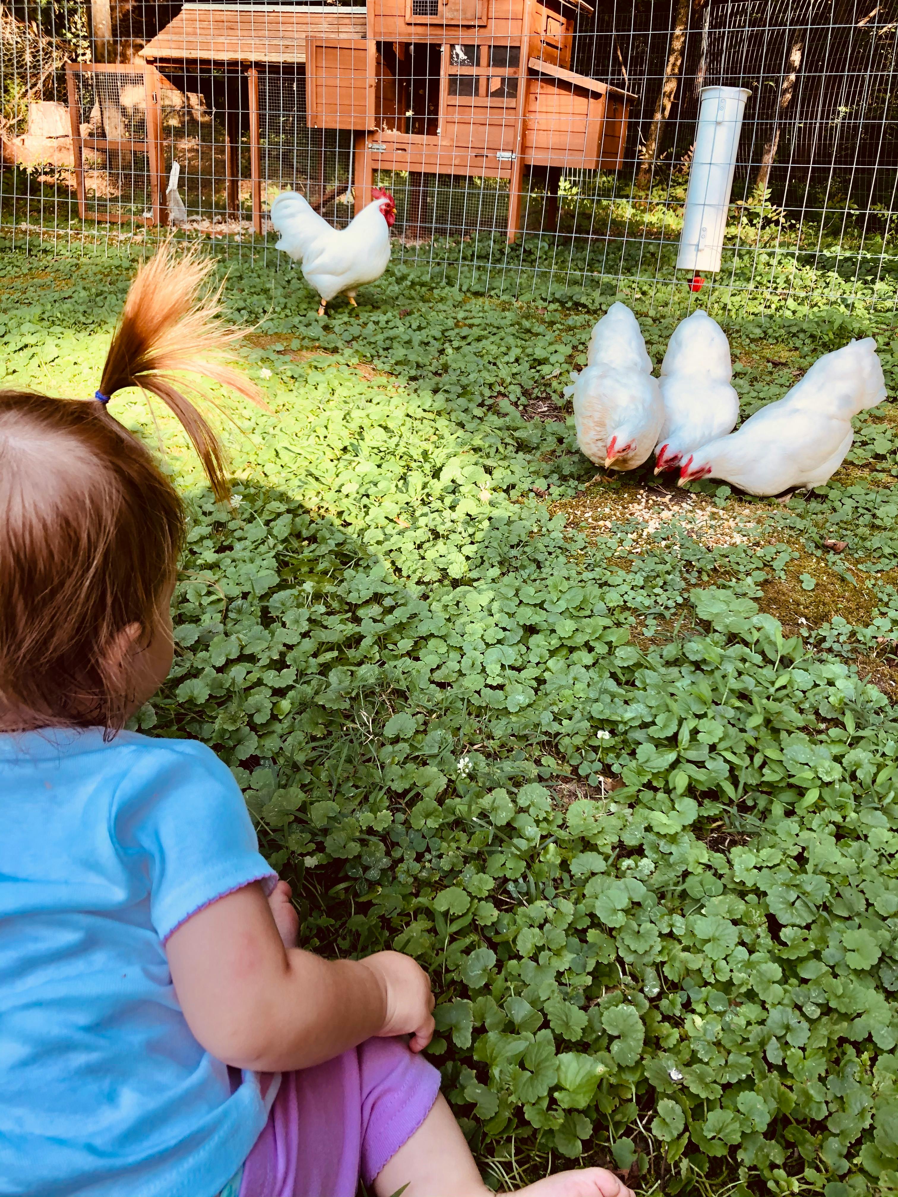 Child sitting on grass looking at chickens