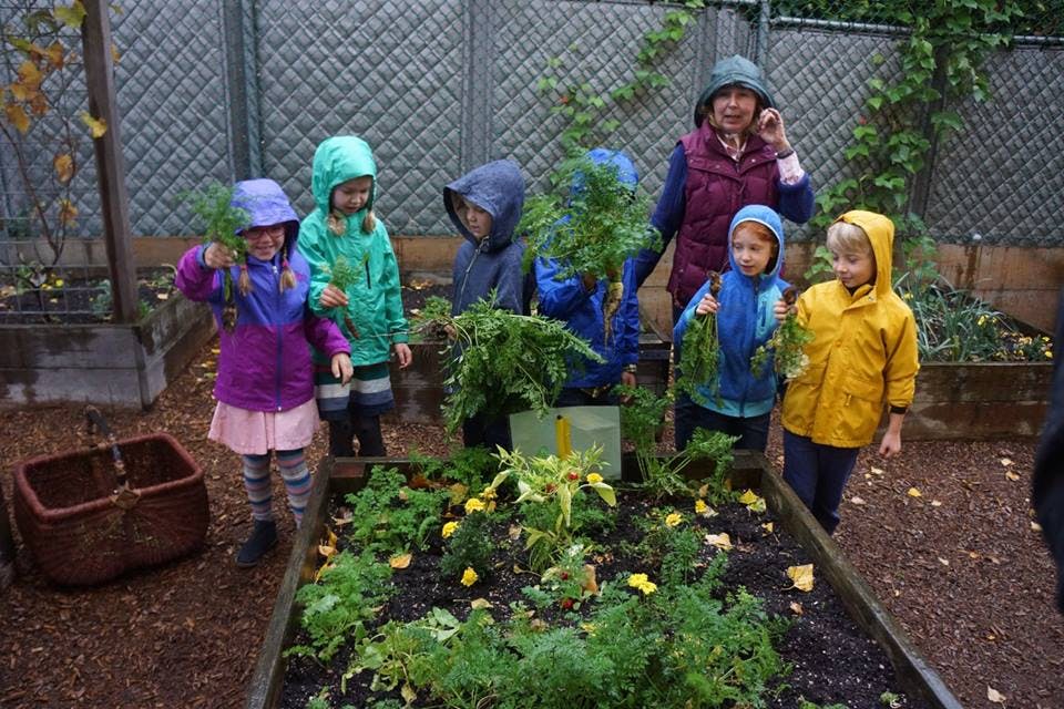 Adult and children harvesting plants in a garden