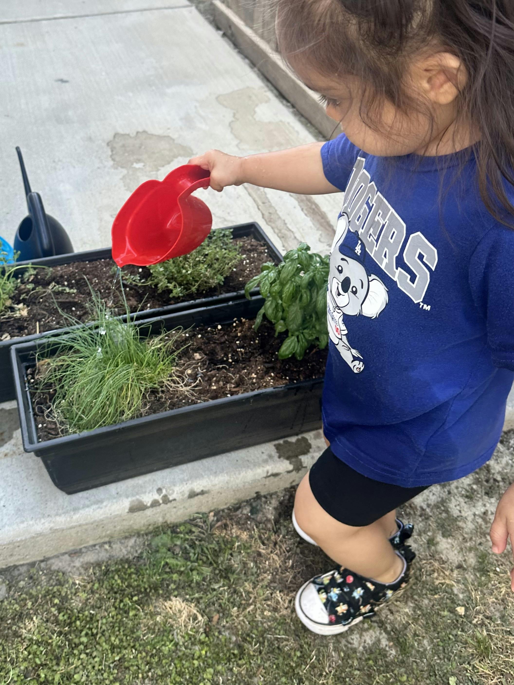 Child watering plants in long planters with a red watering can