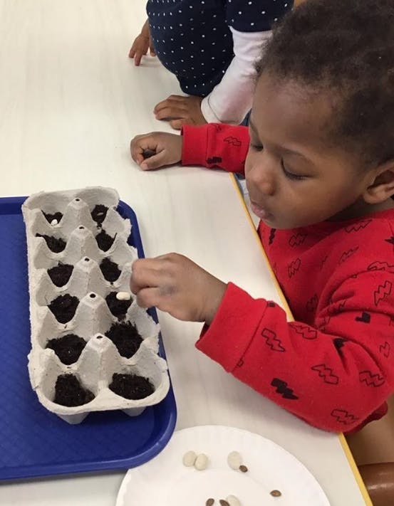 Child planting seeds in an egg carton