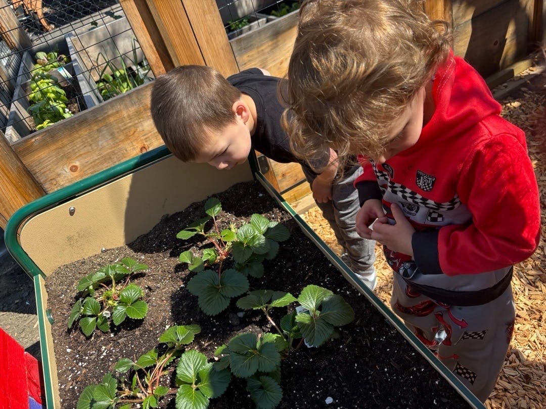 Two children looking into a planter with small strawberry plants