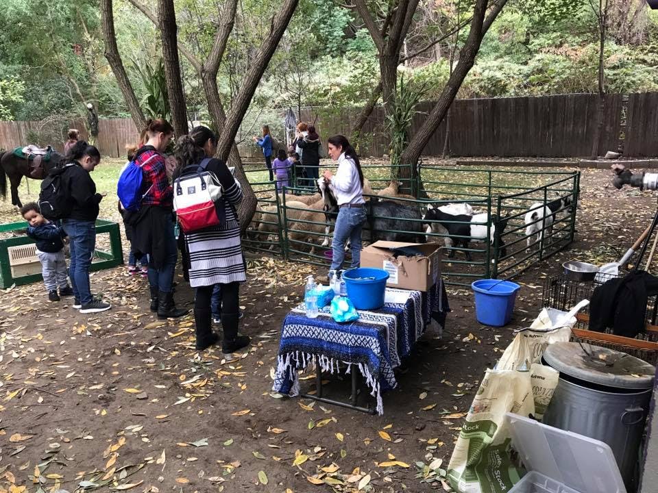 People gathered around a fenced area with animals, a table with supplies in the foreground