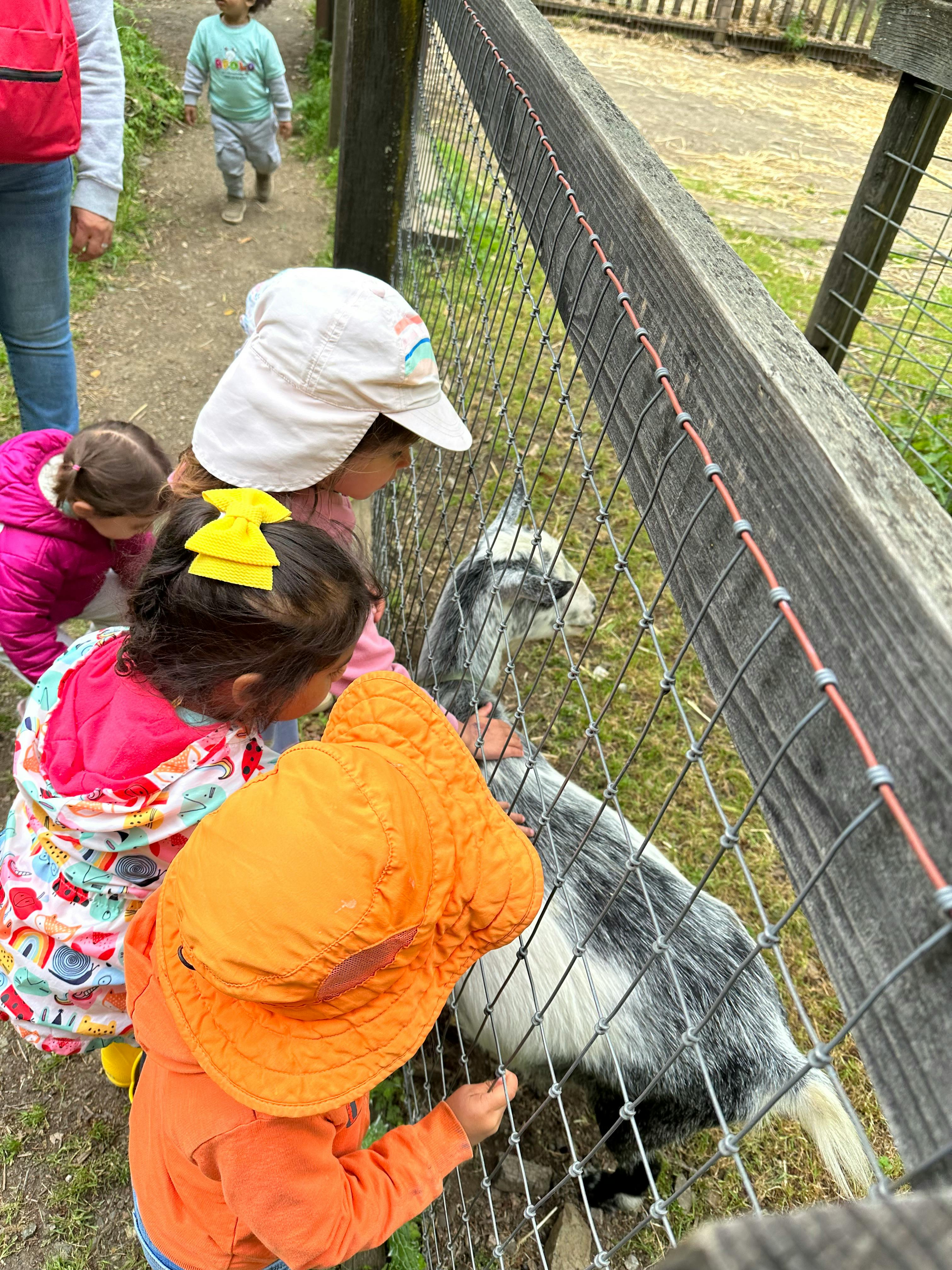 Children looking at a goat through a fence