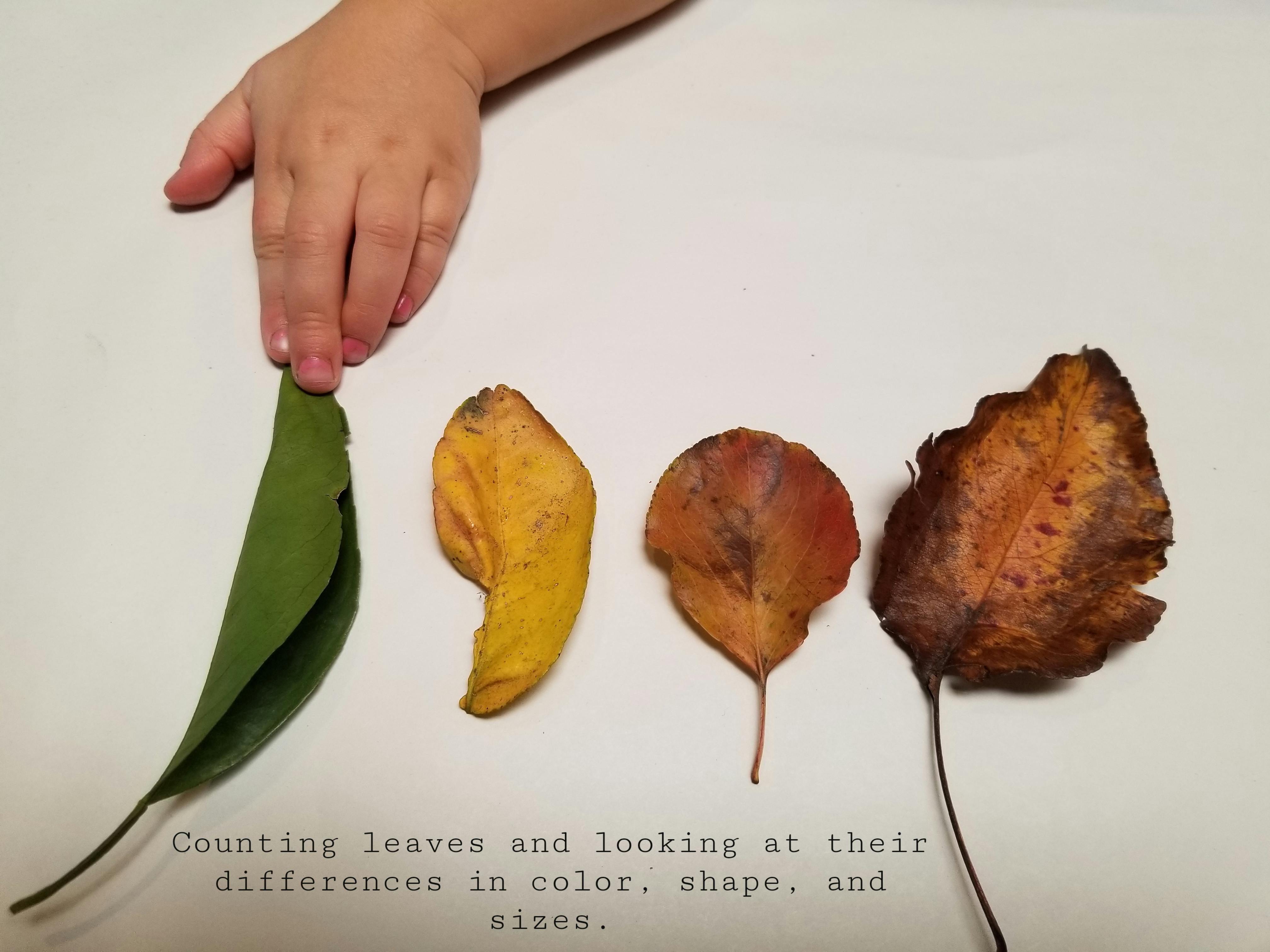 Child's hand touching a green leaf next to three other leaves