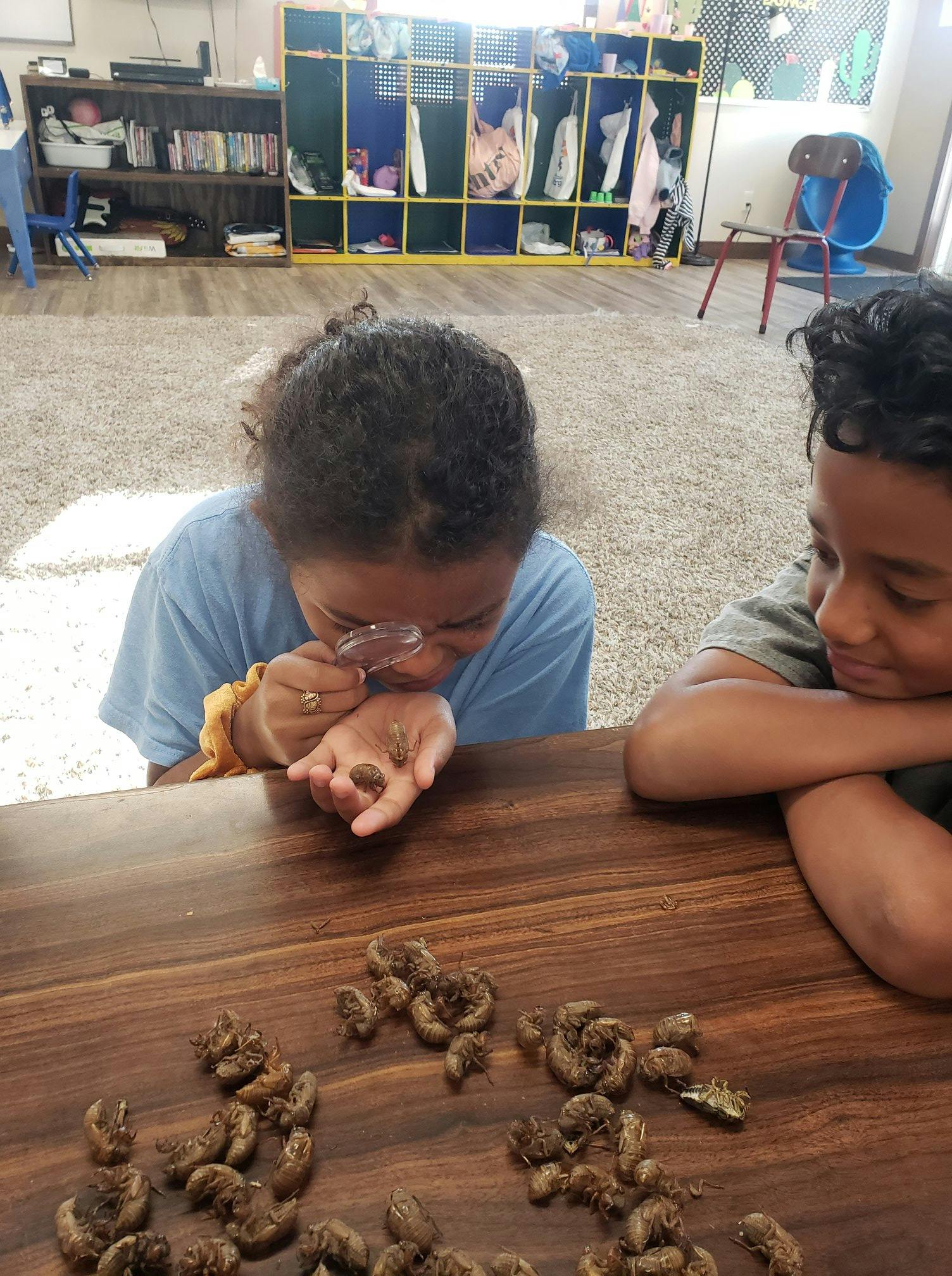 Child looking at cicada shells through a magnifying glass with another child