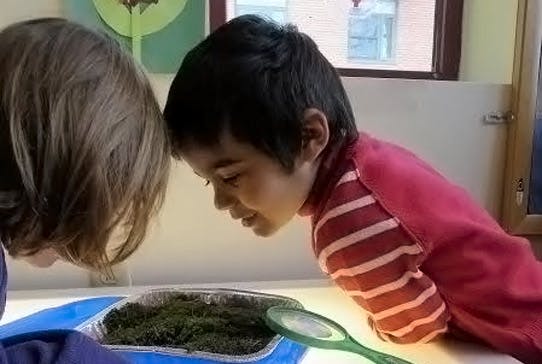 Two children looking at a tray of moss with a magnifying glass
