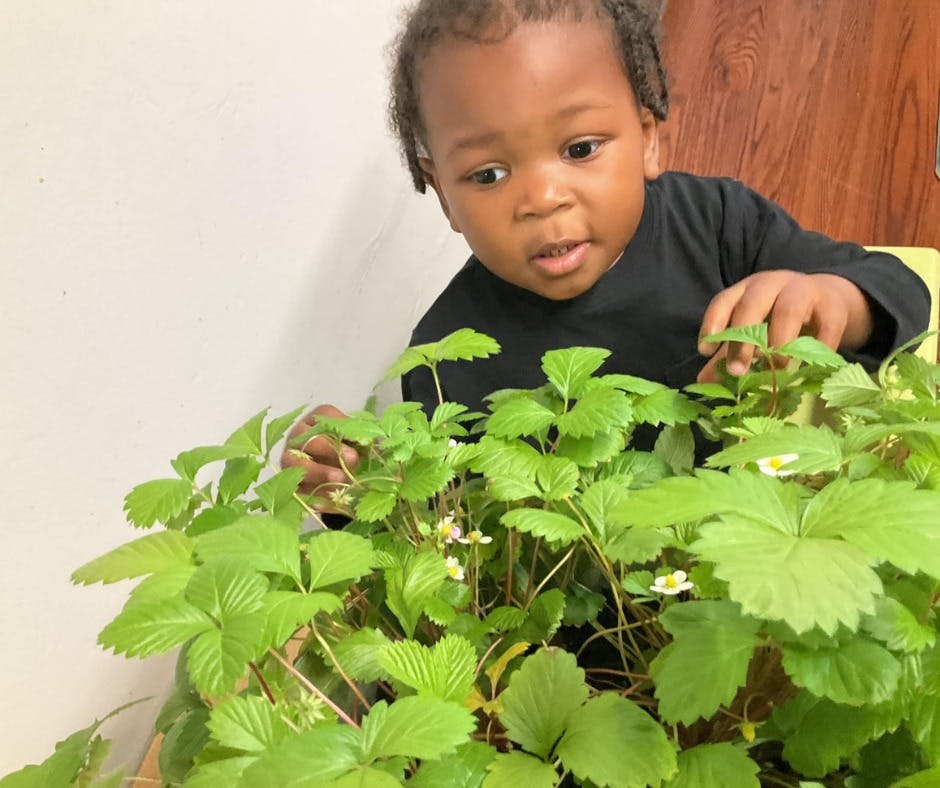Child touching green plants