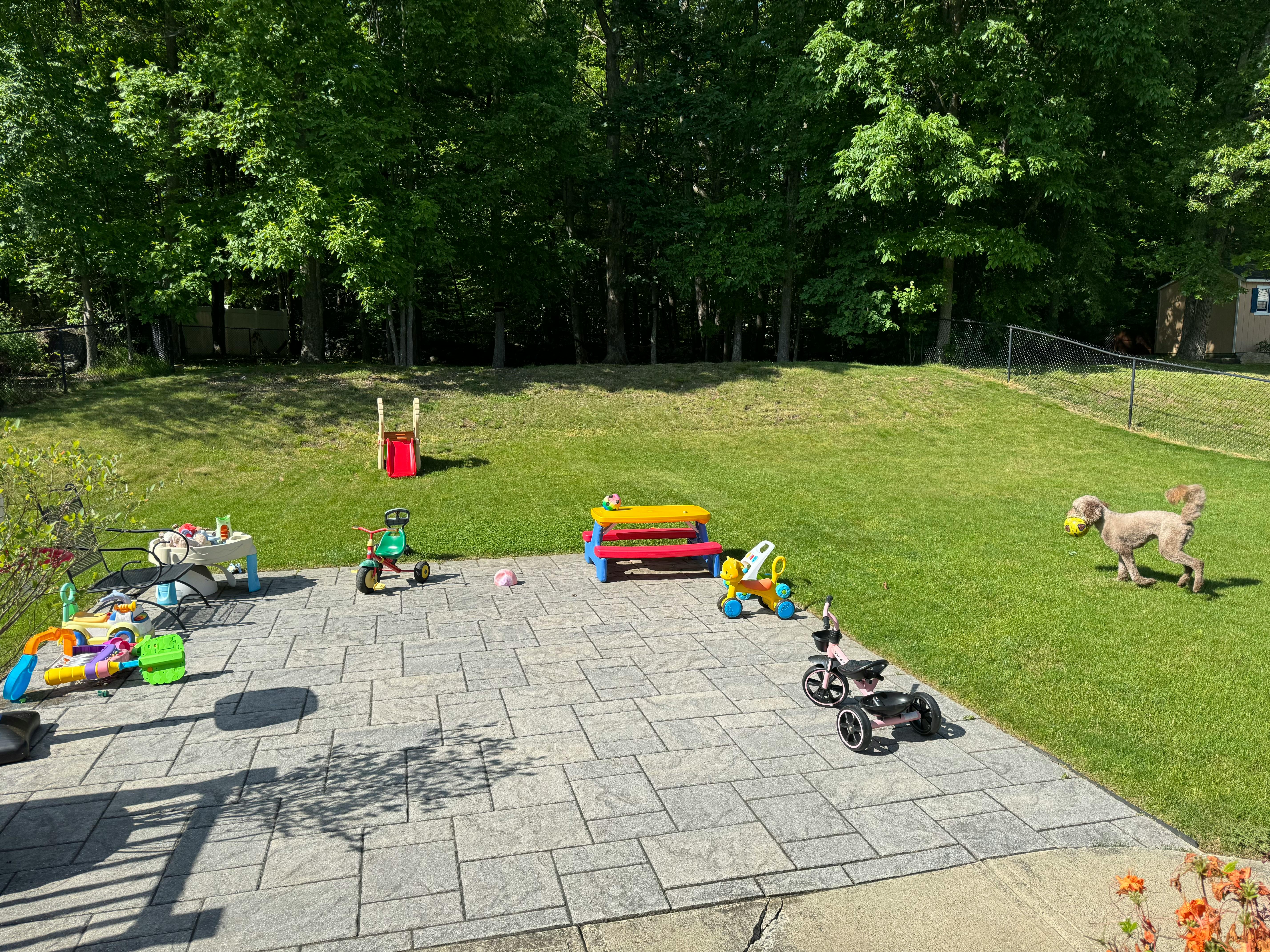 Dog with a ball in a grassy yard with children's toys on a patio