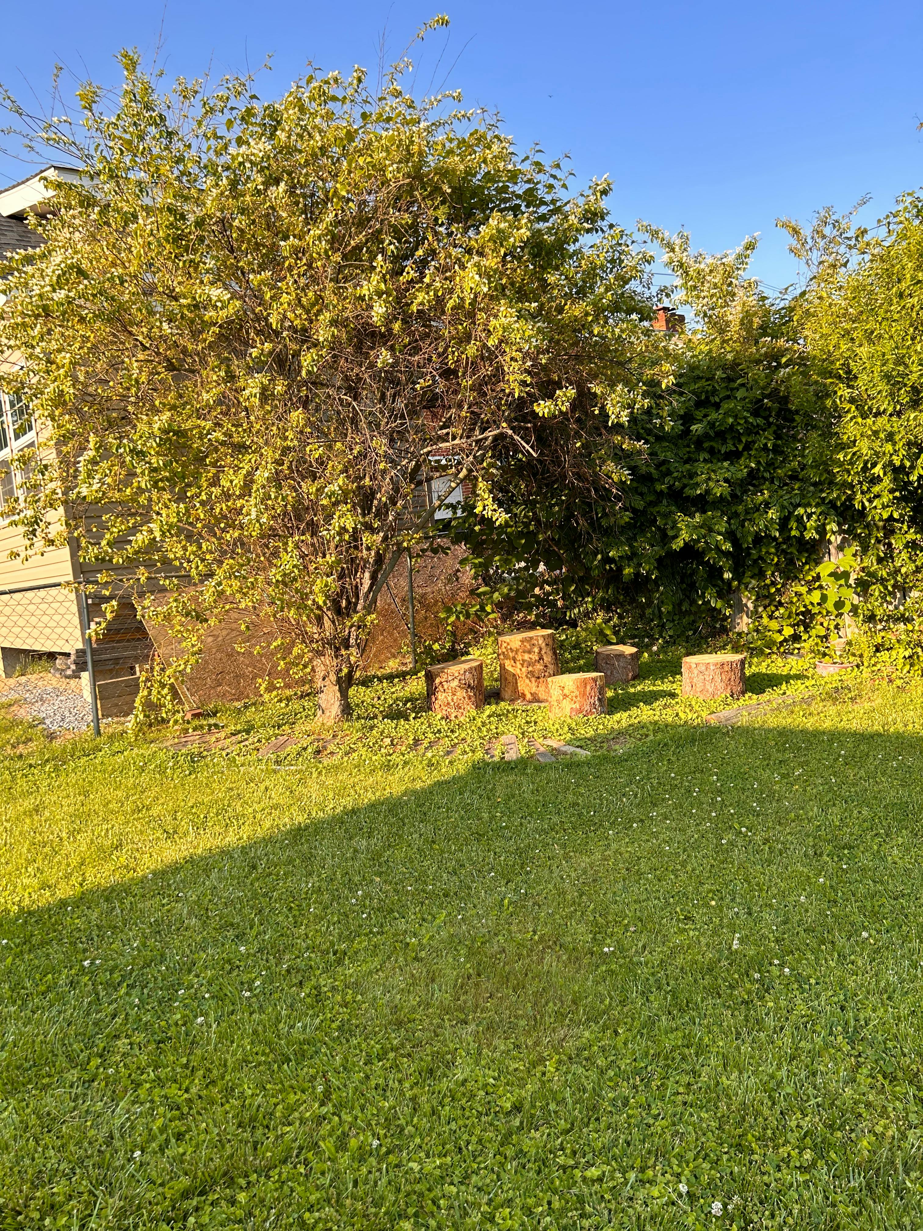 Grassy area with tree stumps under a large tree