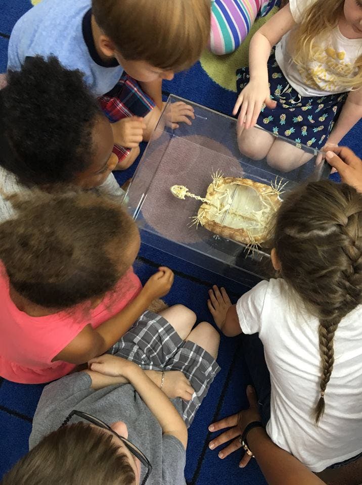 Children gathered around a clear container with a turtle skeleton inside