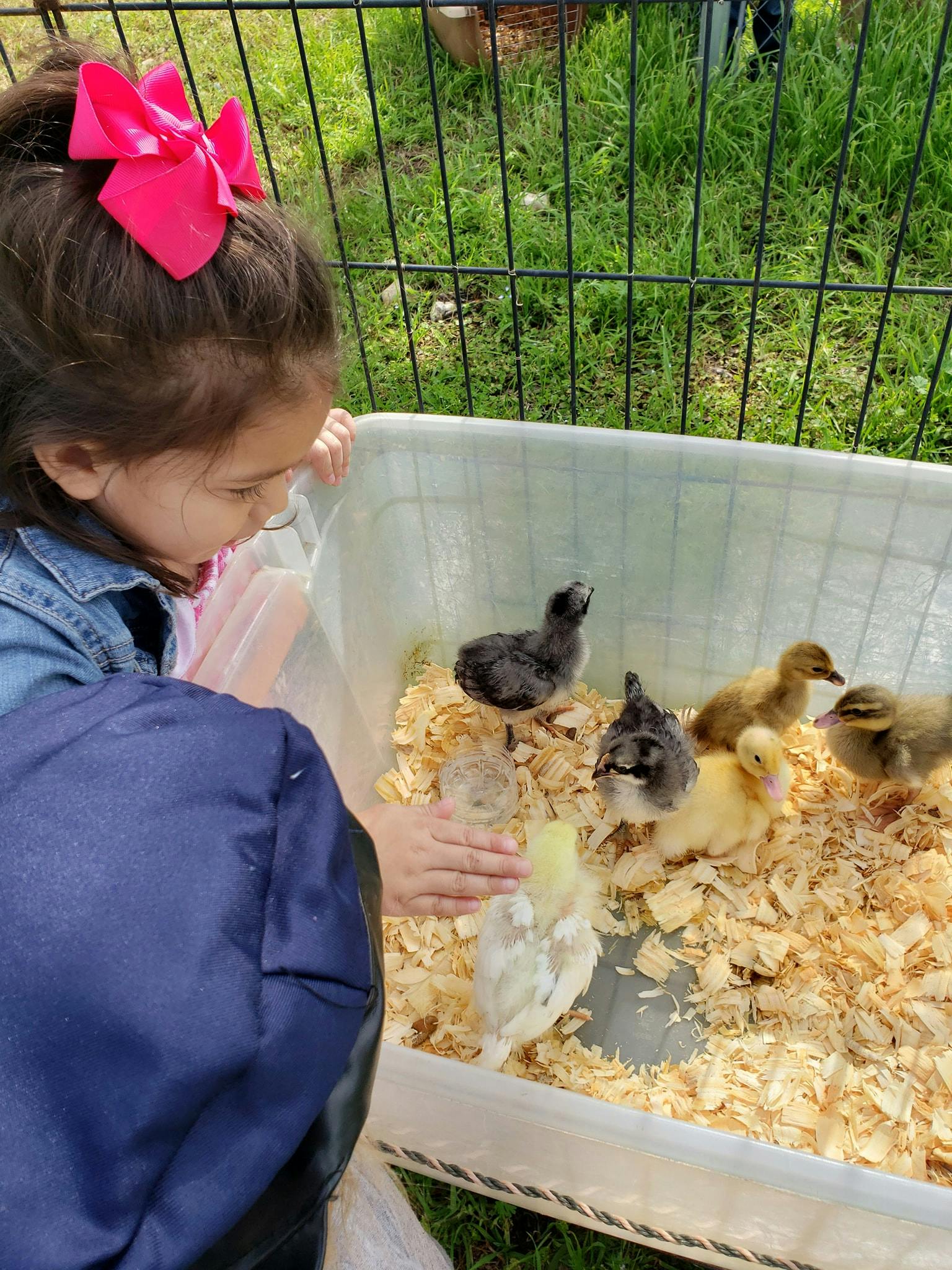 Child looking into a bin with chicks and ducklings