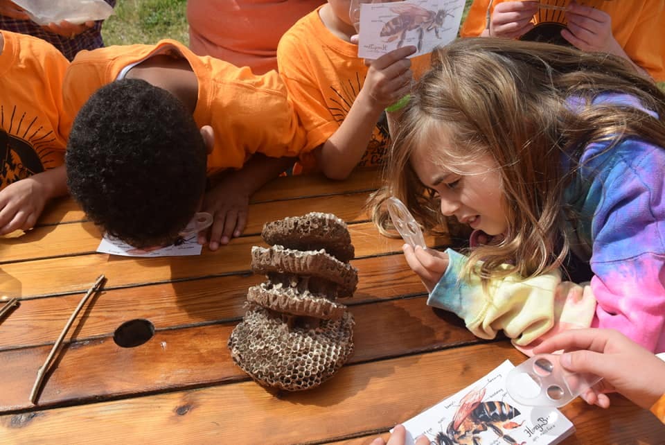 Children looking at a wasp nest on a wooden table