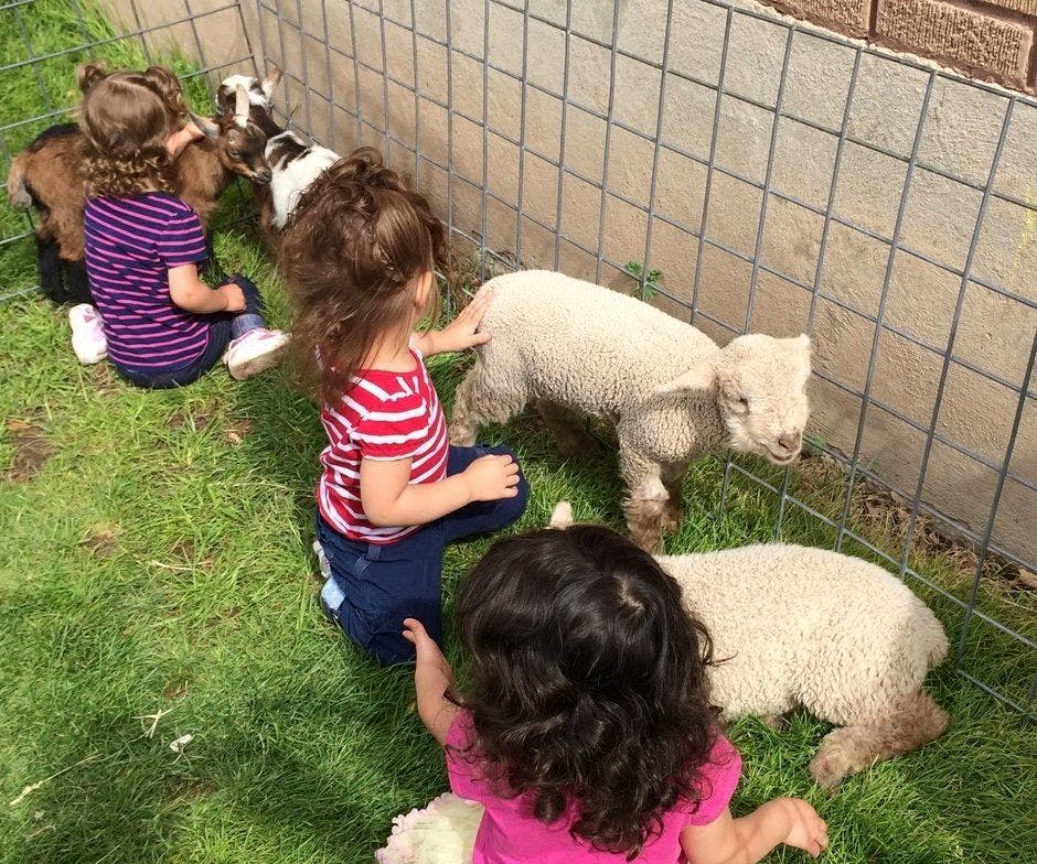 Children interacting with lambs and goats near a fence