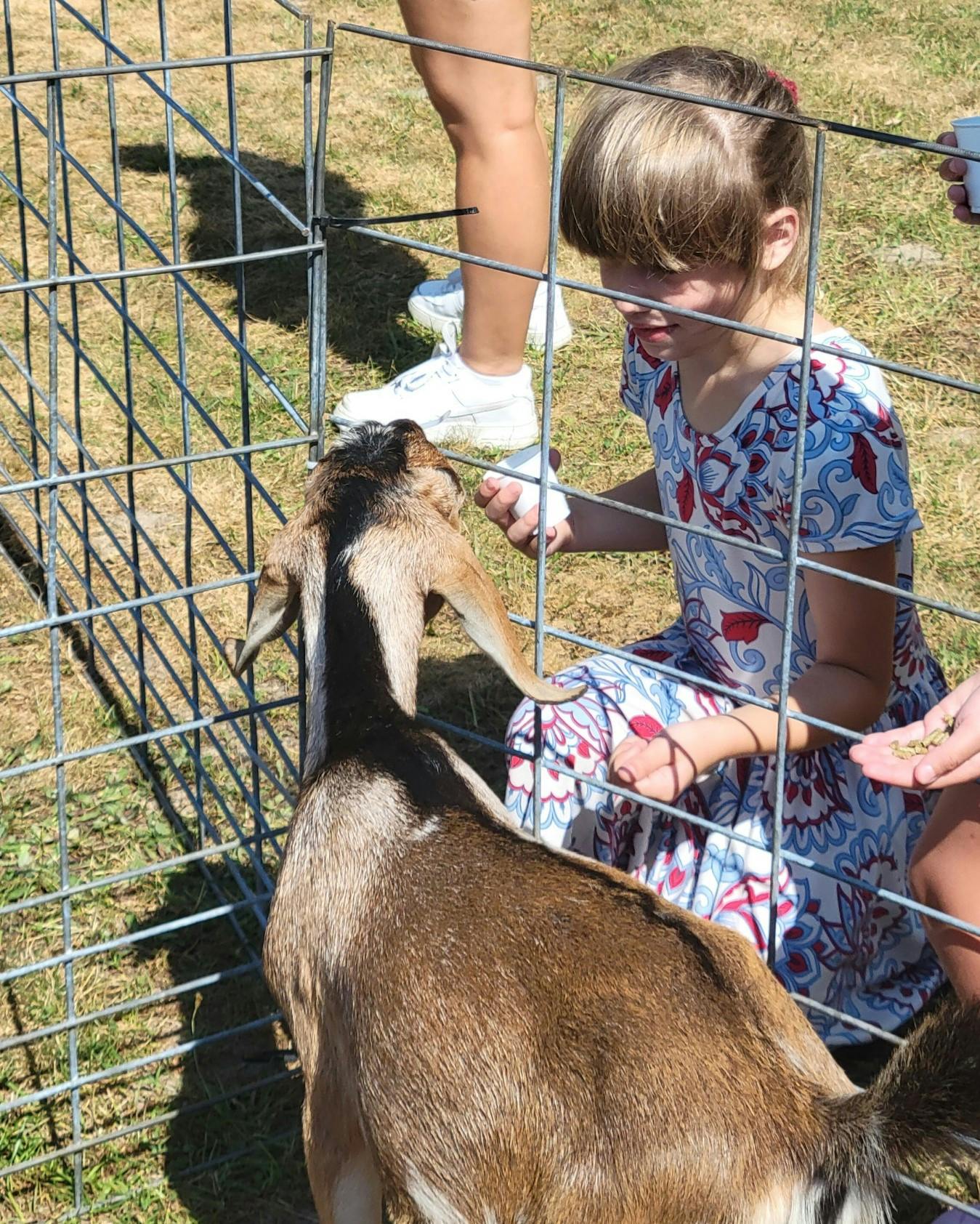 Child feeding a goat through a fence