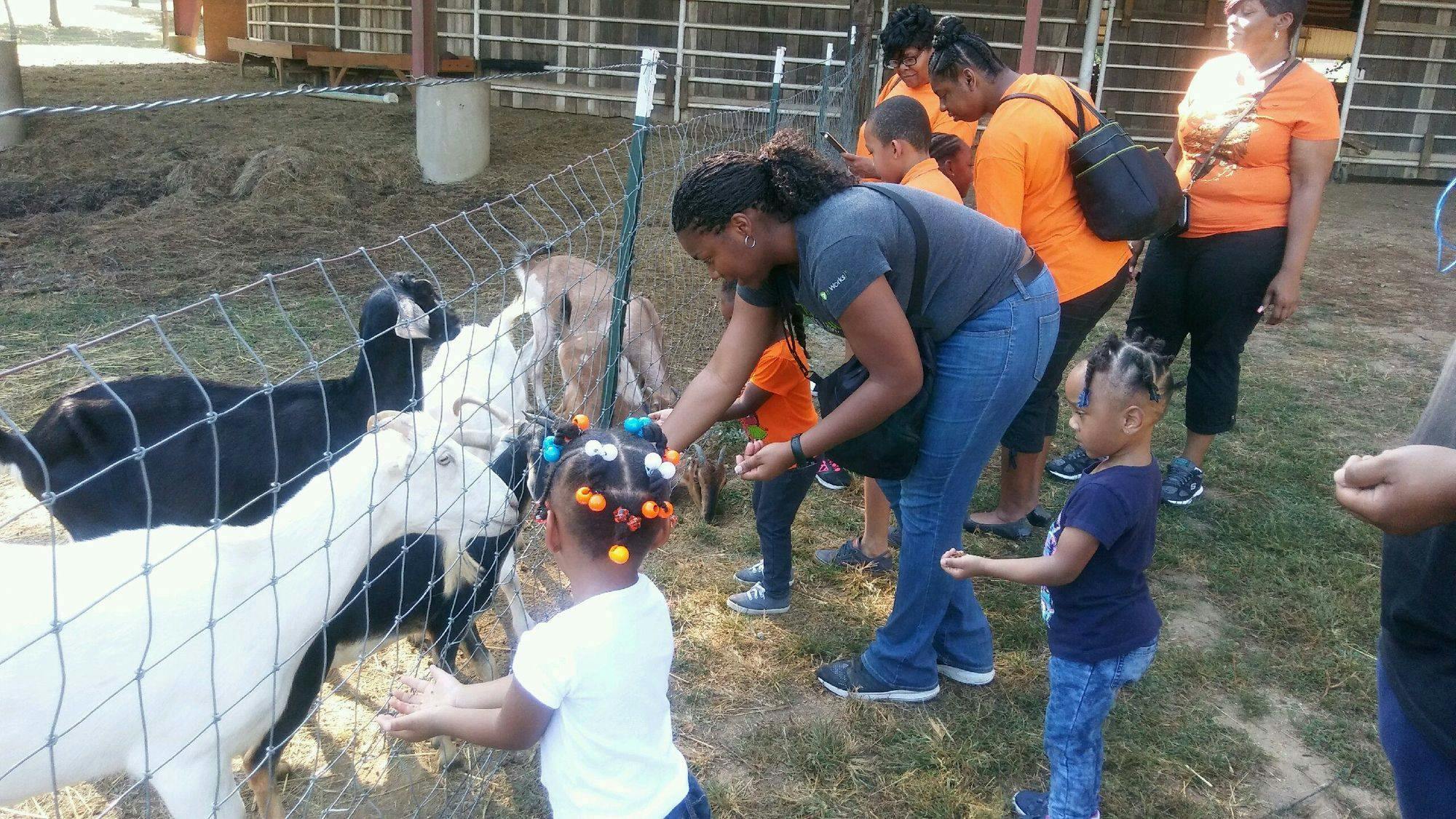 People and children feeding goats through a fence