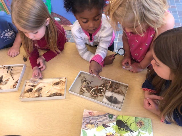 Children looking at insect specimens in boxes