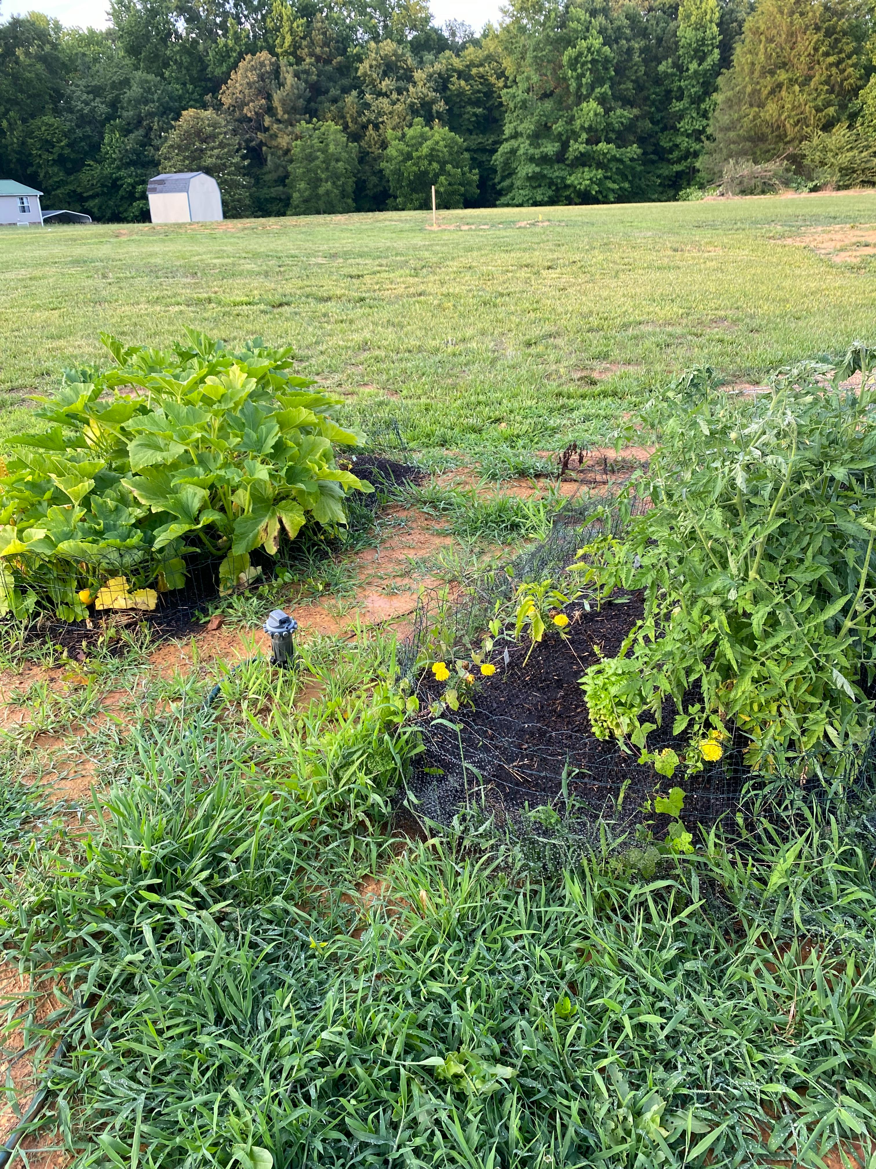 Garden beds with green plants and yellow flowers in a grassy field