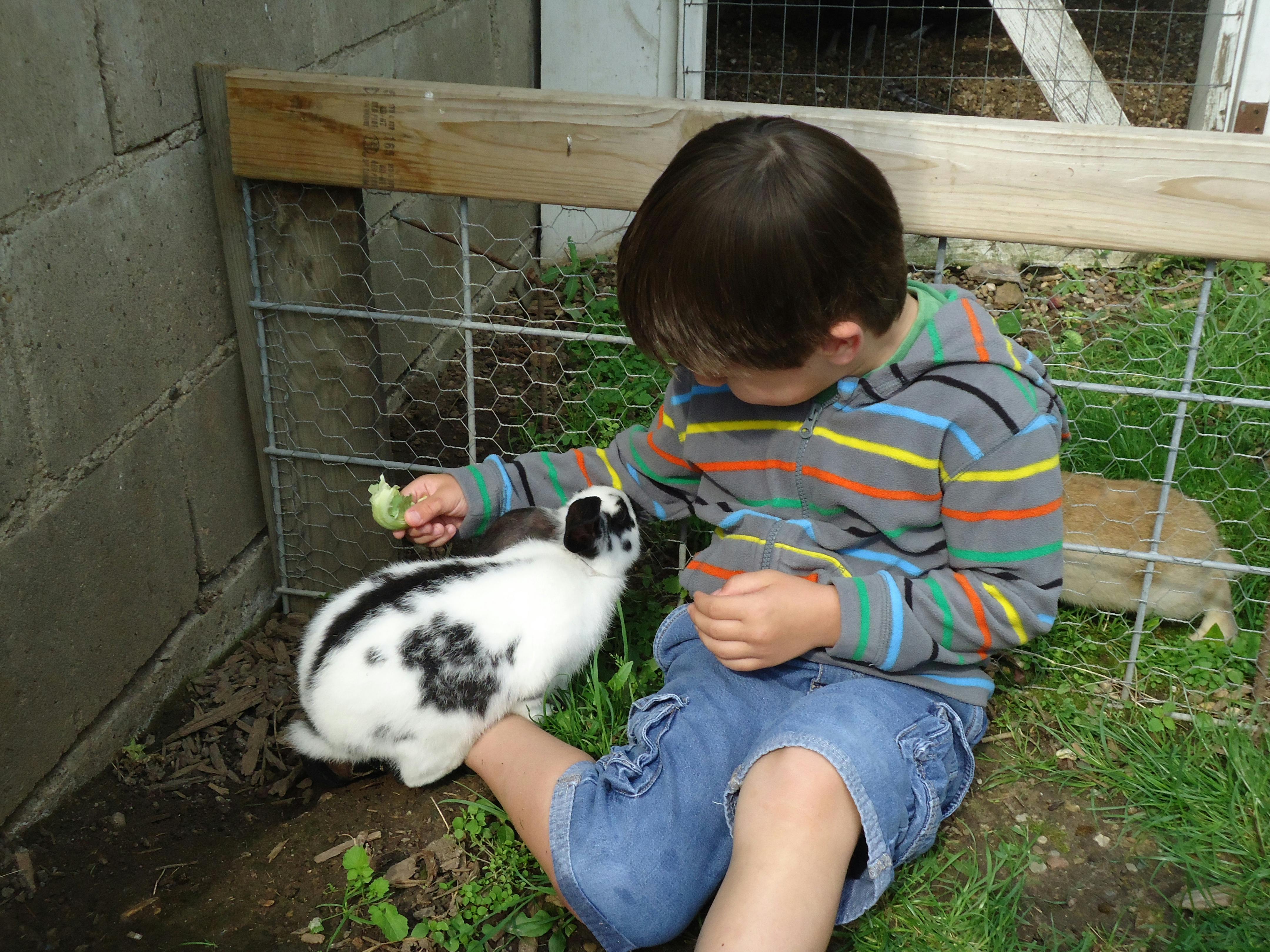 Child feeding a rabbit a piece of lettuce
