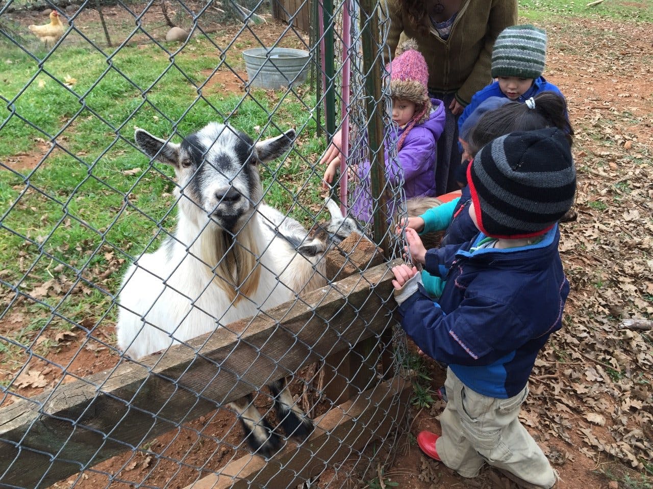 Goat behind a fence with children looking at it