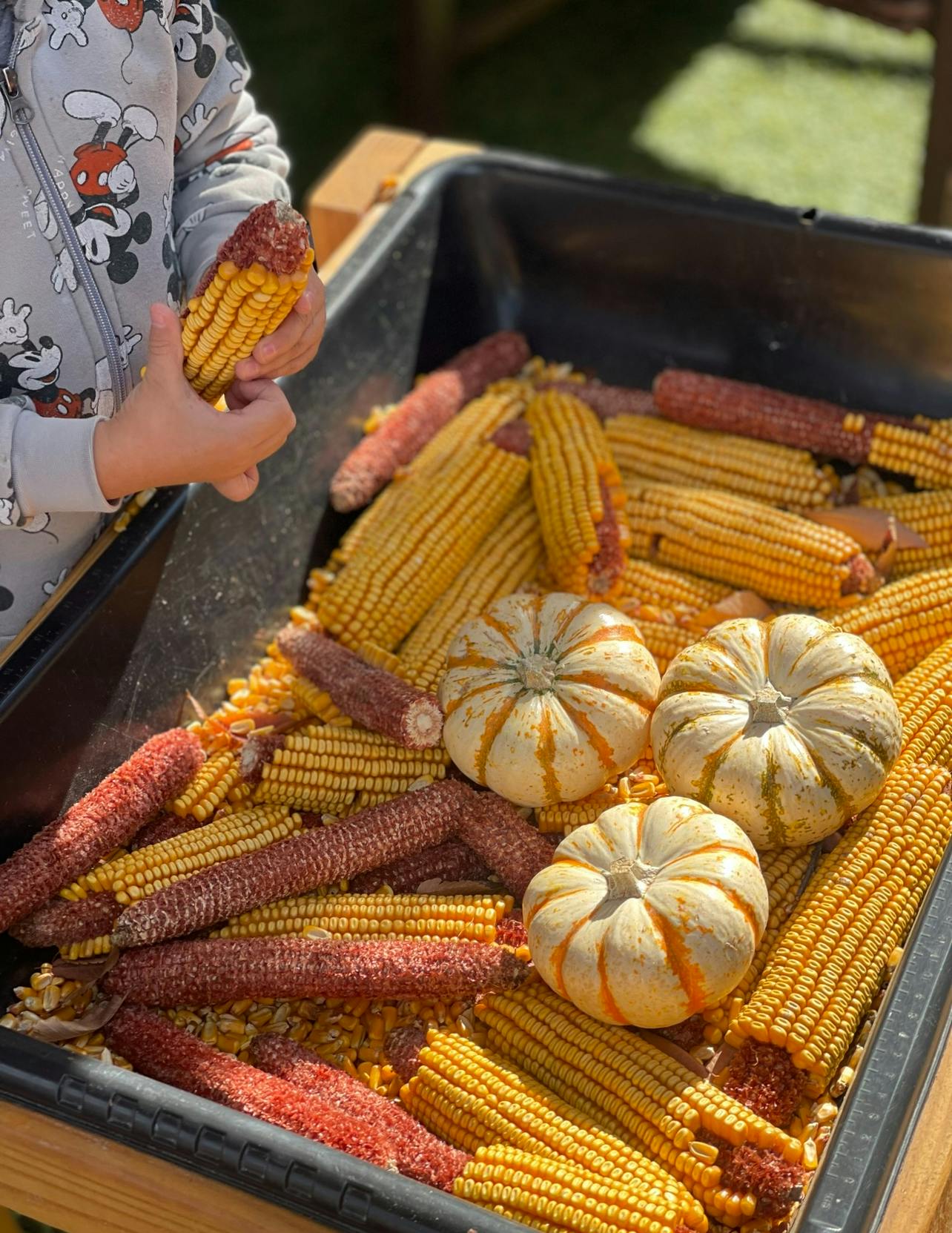 Child holding an ear of corn over a bin of corn and gourds