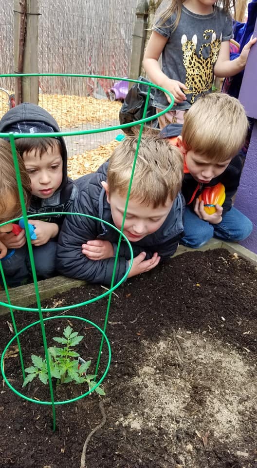 Children looking at a small plant in a garden bed