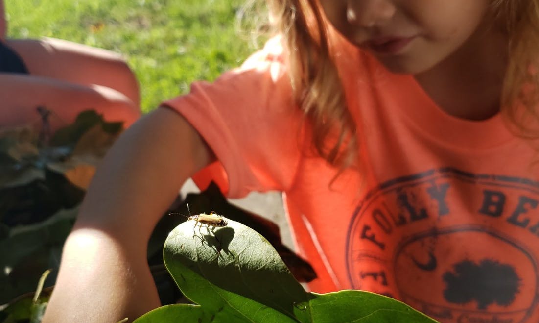 Child looking at an insect on a leaf