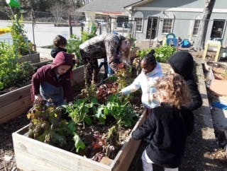 People gardening in raised beds