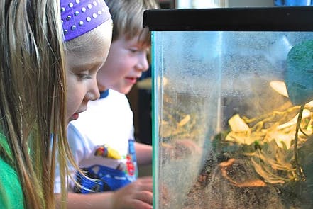 Two children looking into a glass tank