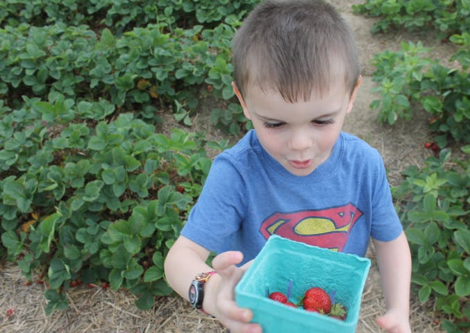 Child holding a container of strawberries in a field