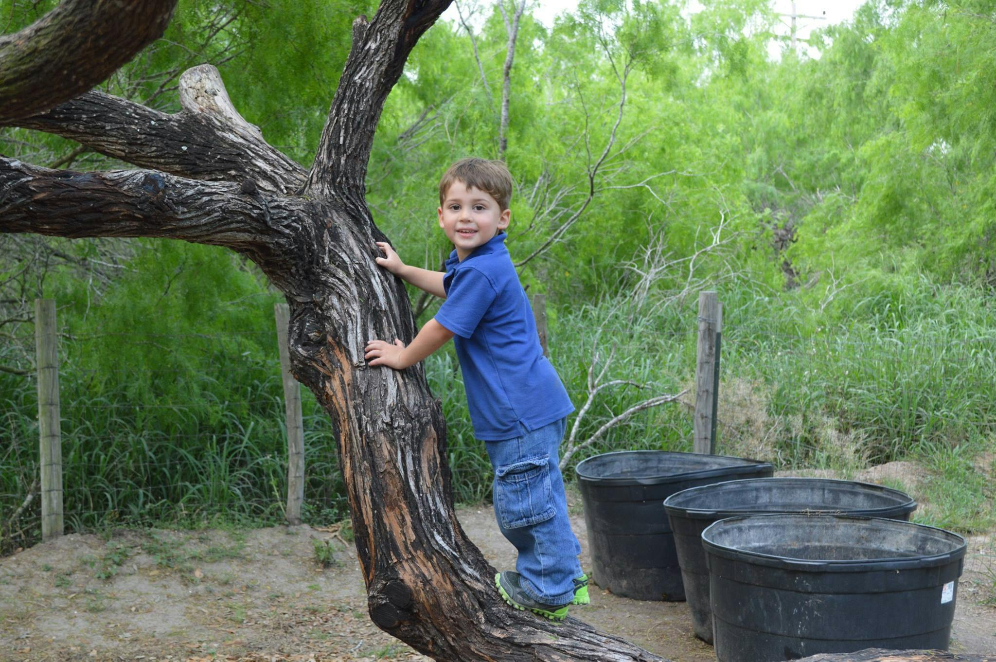 Child standing on a tree branch