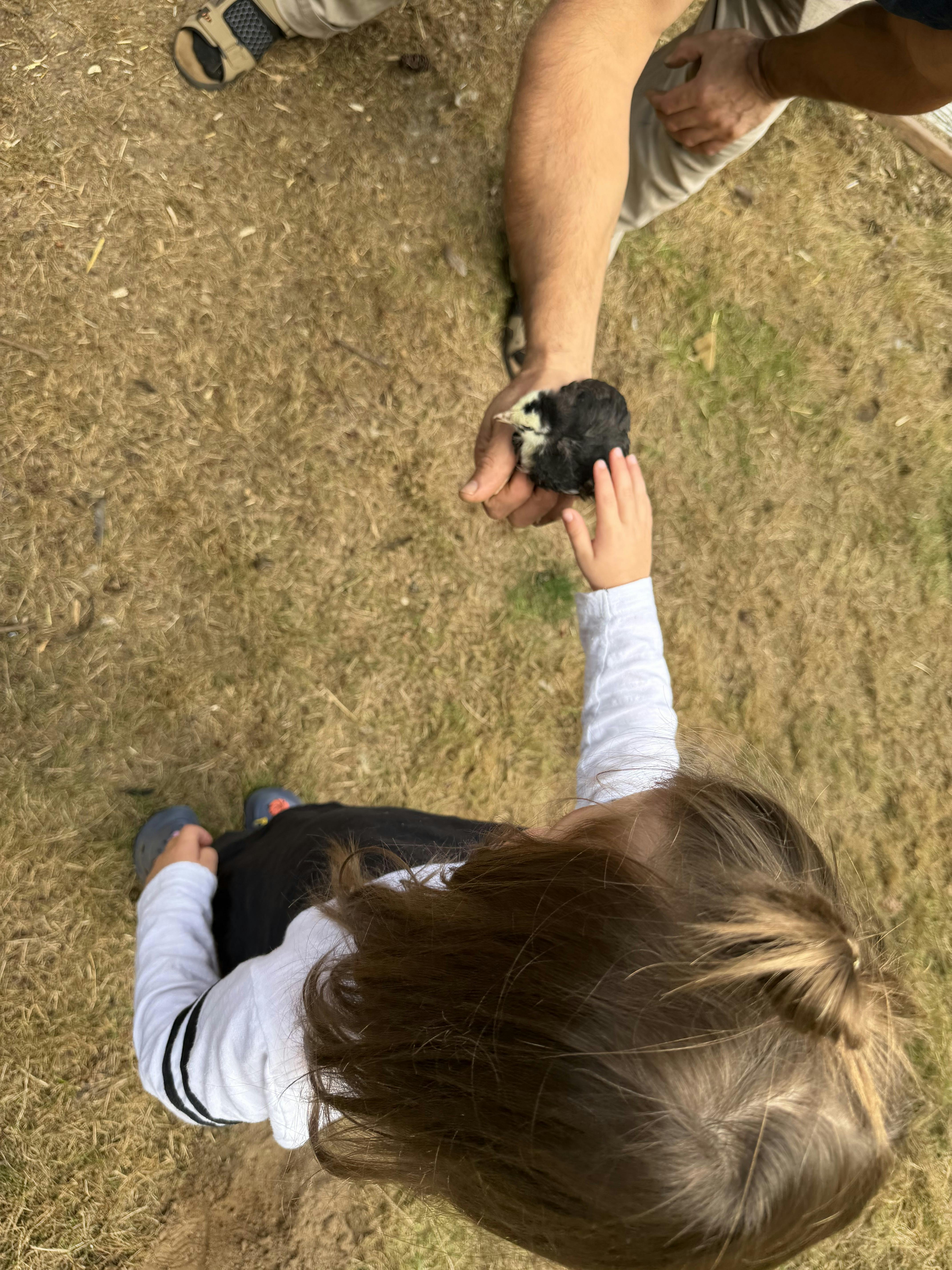 Child reaching out to touch a small chick held in a person's hand