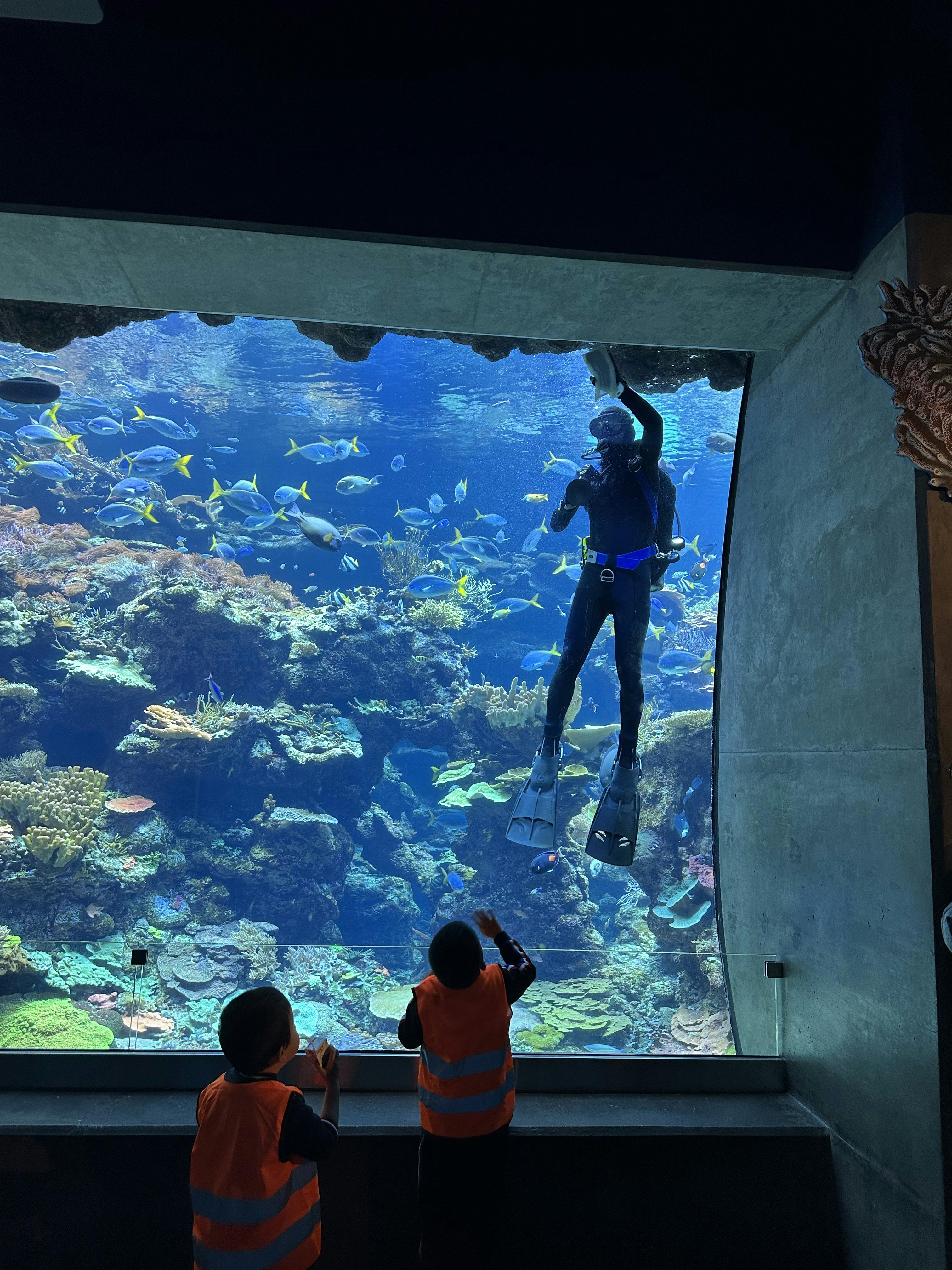 Two children watching a diver in an aquarium with fish and coral