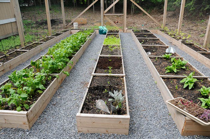 Raised garden beds with various plants growing
