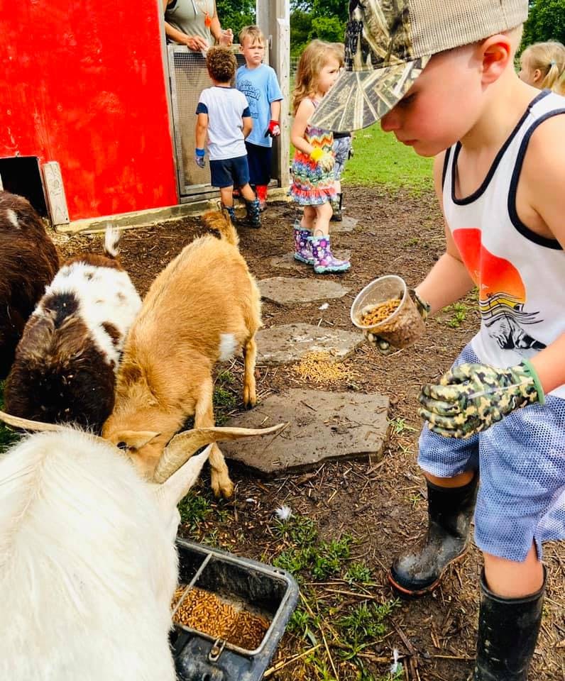 Child feeding goats from a cup, other children and goats nearby