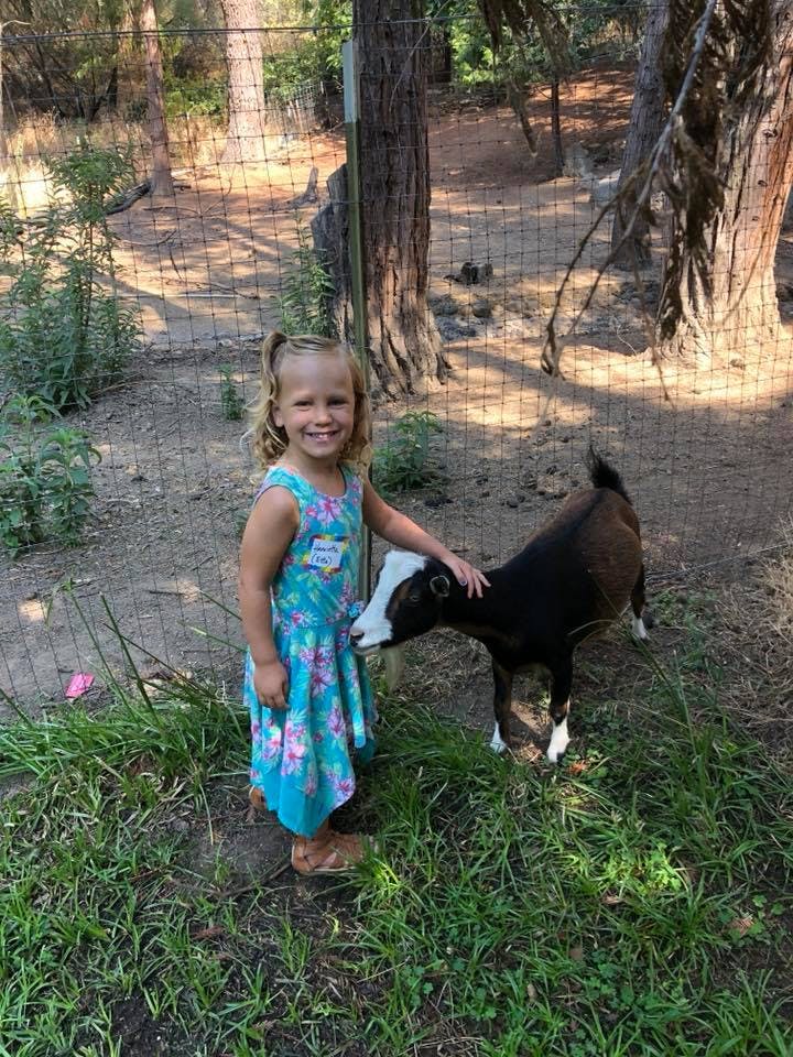 Child petting a small goat outdoors